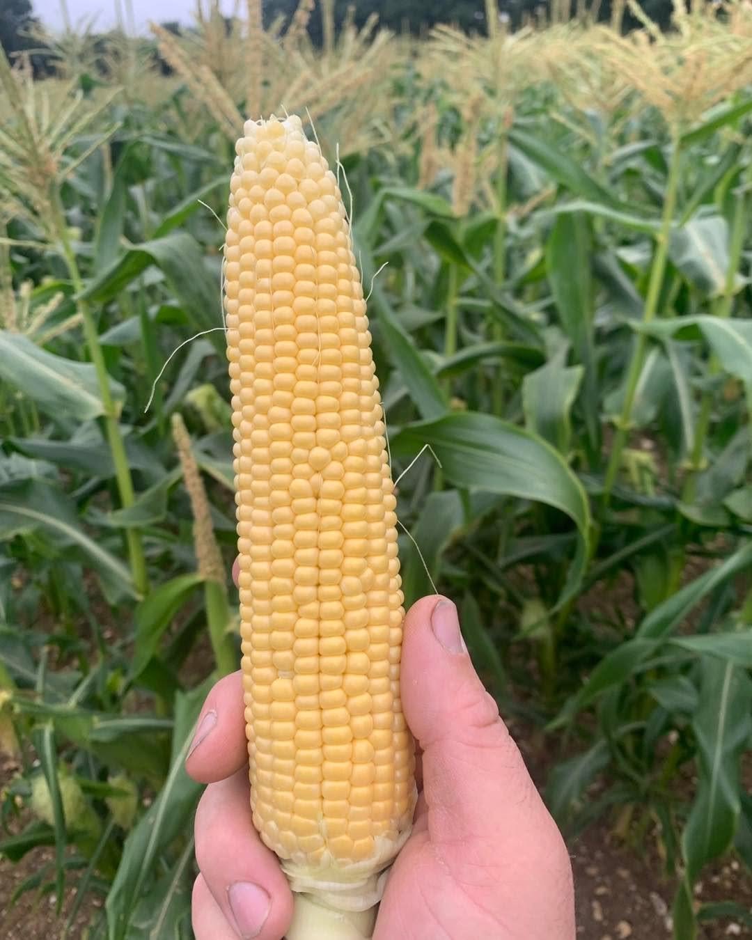 We will have the first of our  sweetcorn and conference pears available this weekend, alongside apples such as as Spartan, Laxton fortune, Bramley, Worcester and Fiesta. 

We will also have some plums and Damsons. 

We look forward to seeing you at t