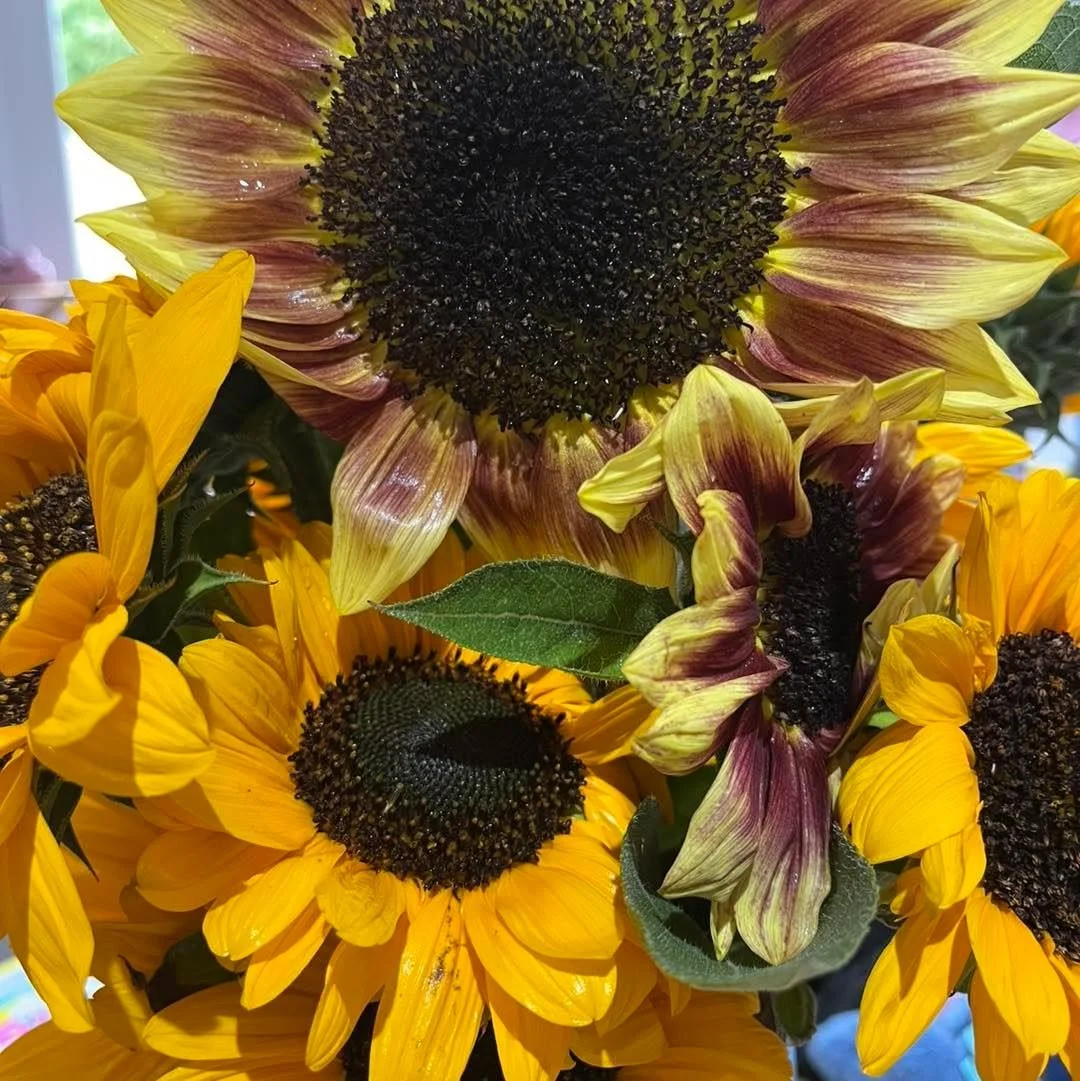 🌱 We&rsquo;re closed today &mdash; Monday 31st 🌱

Wishing all our lovely customers a great Bank Holiday Monday! ☀️❤️

Enjoy the day and we look forward to seeing you all again on Saturday! 😊

Thanks as always for your support 💚