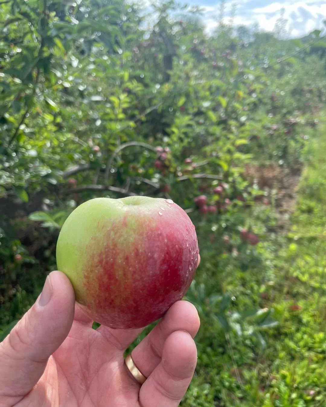 Conference pears, Damsons, sweetcorn and a wide selection of apple varieties including cox and spartan will be available this weekend. Saturday and Sunday 10am-4pm