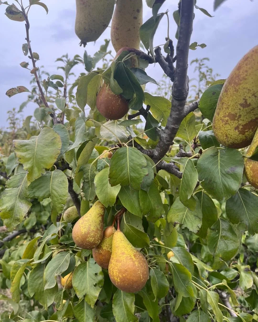 Apples, pears, winter squash and pumpkins available this weekend 10am-4pm
