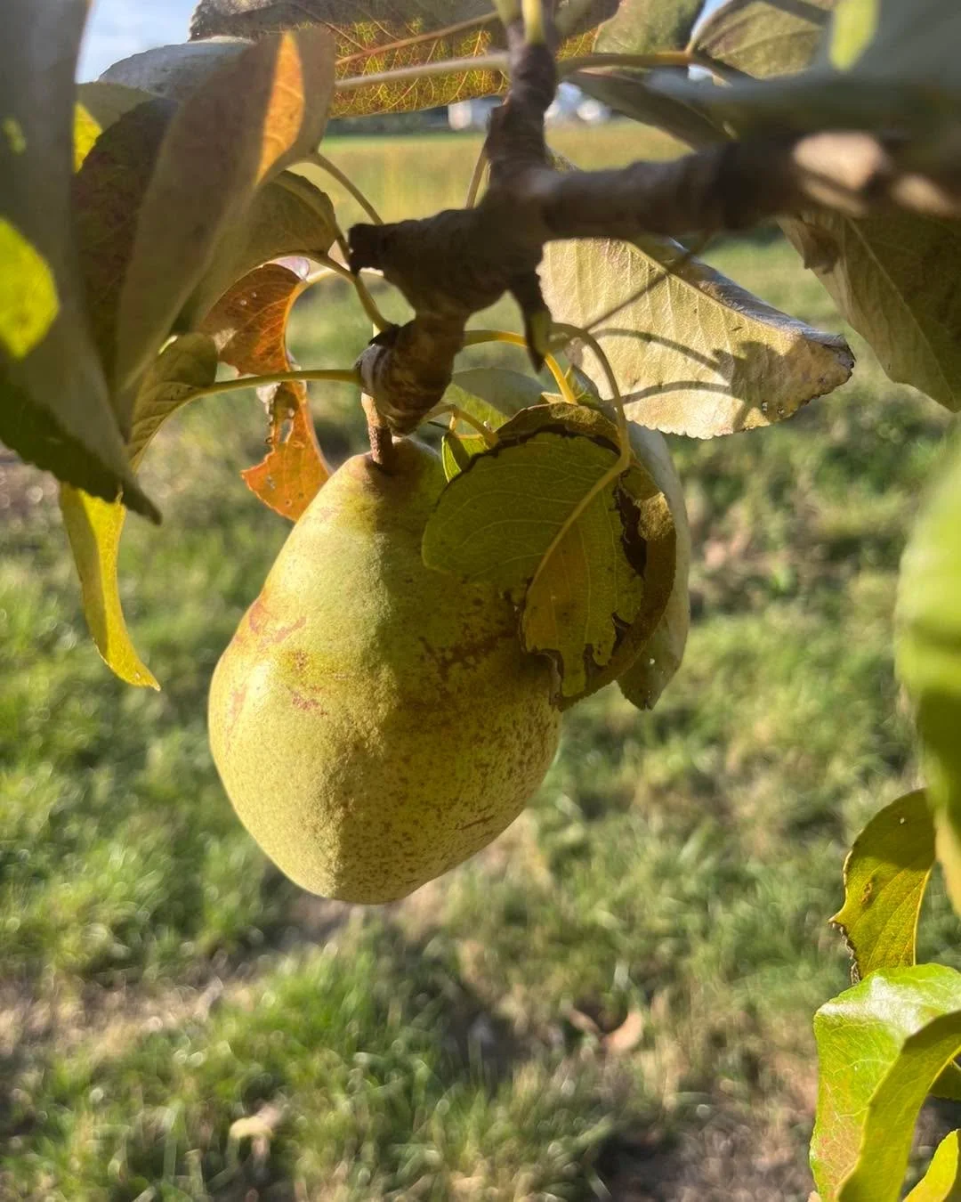 Enjoy this wonderful weather and come down for some picking! Apples, pears, squash and pumpkins available  this weekend.