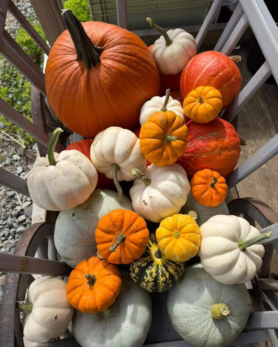 We are opening Fridays, Saturdays and Sundays through October for Pears, Pumpkins and Squash. Unfortunately our Apples have come to an unusually early finish due to the very hot summer.
See you at the farm!