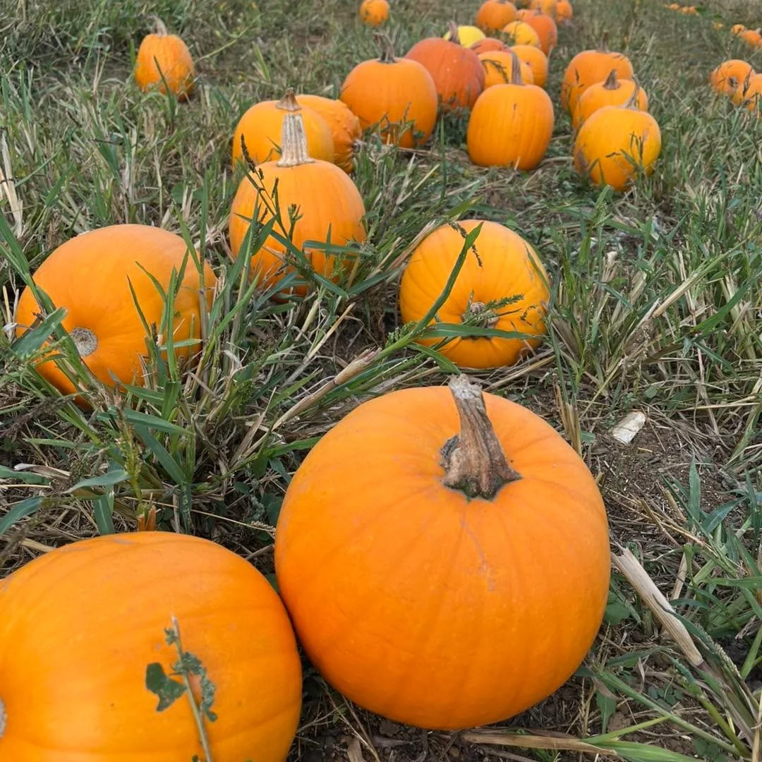 🎃 PYO PUMPKINS 🎃 

👻 Open 10am to 4pm every Friday, Saturday and Sunday from 2nd until 31st October

🎃 Thousands of pumpkins and squash grown on the farm!

👻 PYO pears also available 

🎃 Free entry and no booking required 

👻 Friendly dogs wel