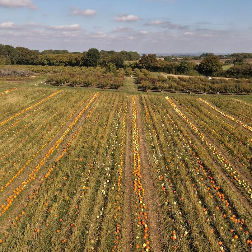 PUMPKIN PYO 🎃🎃🎃

⏰ Open 10am to 4pm every Friday, Saturday and Sunday until 31st October

🎃 Thousands of pumpkins and squash all grown on the farm!

📅 Free entry and no booking required 

🐶 Friendly dogs on leads are welcome

🍔 BBQ - open ever