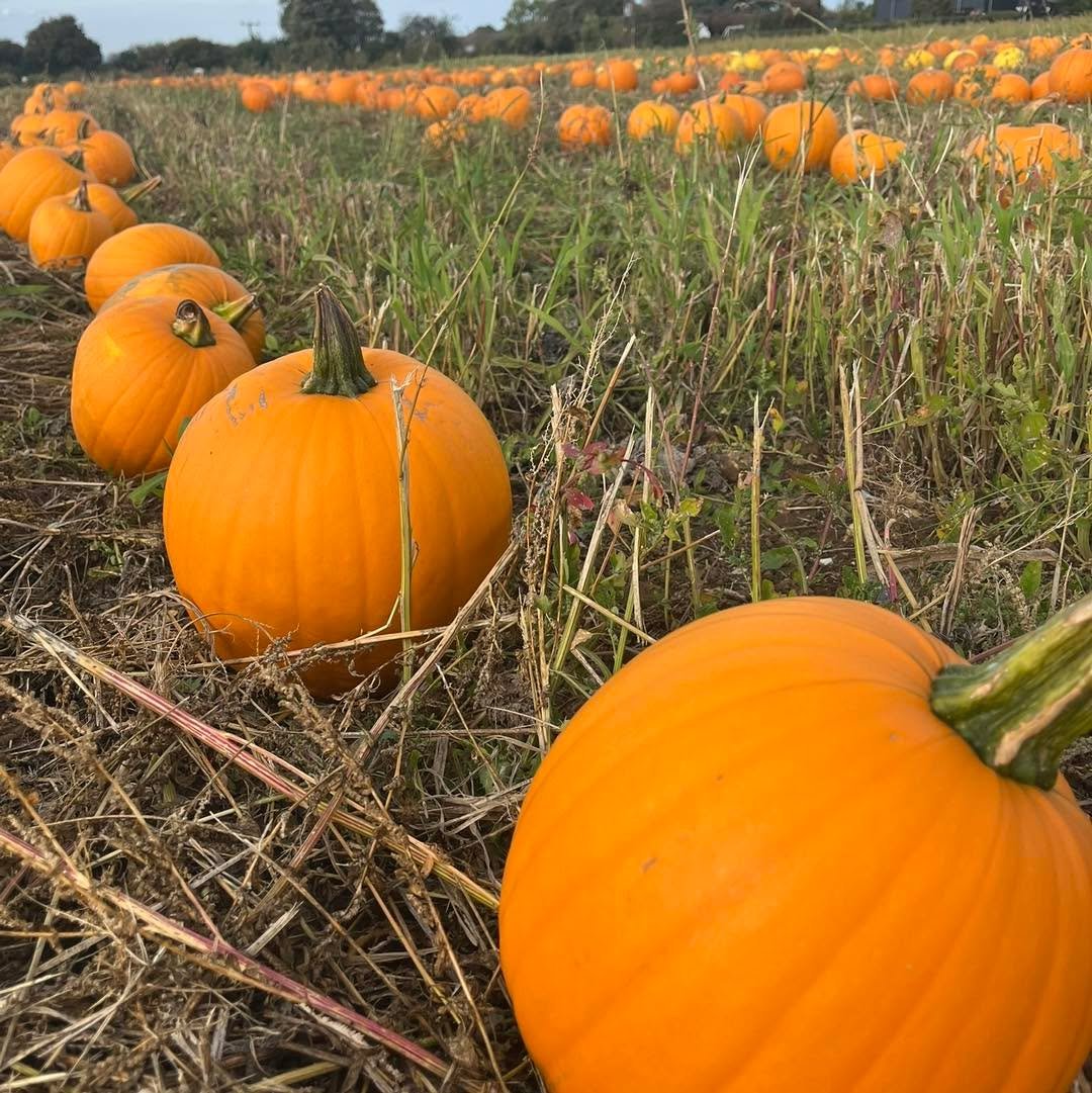 PYO Pumpkins open 10am to 4pm
Fridays, Saturdays and Sundays 🎃

Free entry and no booking required 🎃

Thousands of pumpkins and squash all grown on the farm! 🎃

BBQ - available every Saturday and Sunday serving bacon rolls, burgers, sausages and t