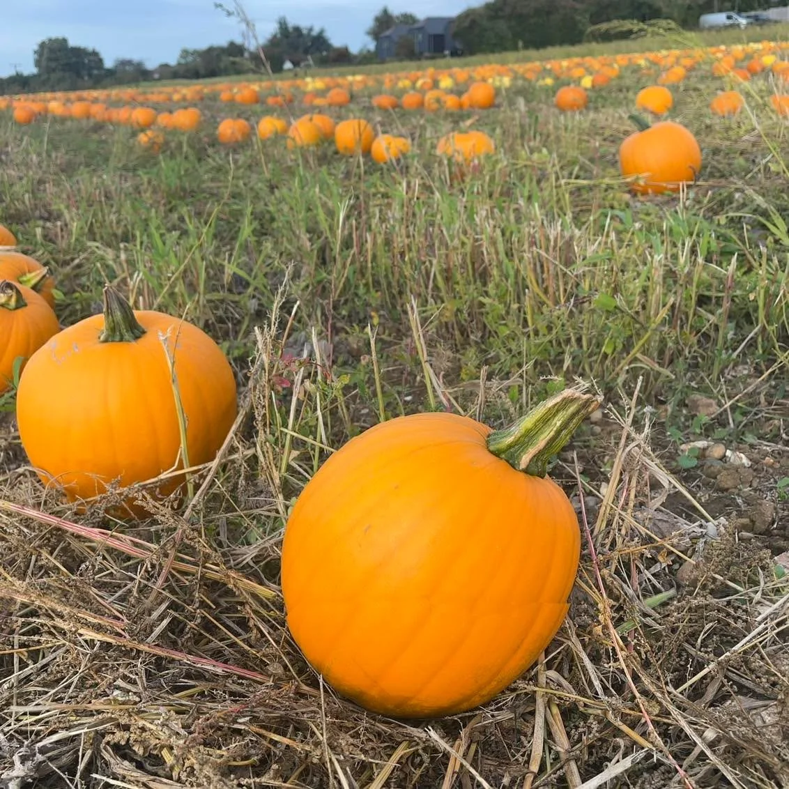 🎃 PYO Pumpkins 🎃 

Open 10am to 4pm
Saturday 17th &amp; Sunday 18th
Friday 23rd, Saturday 24th &amp; Sunday 25th
Friday 30th and Saturday 31st

🎃 Free entry and no booking required 

🎃 Thousands of pumpkins and squash all grown on the farm!

🎃 B