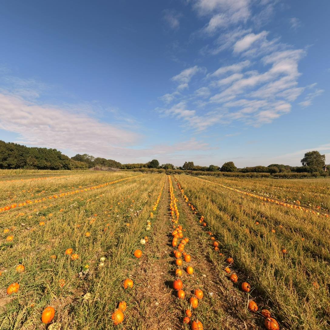 🎃🌱 From seed to pumpkin patch! 🌱🎃

Ever wondered just how much work goes into growing our pumpkins and squash? 🧡

We grow all our own pumpkins and squash from seed, right here on our farm! 🌱

From sowing the seeds into trays in our polytunnel, 