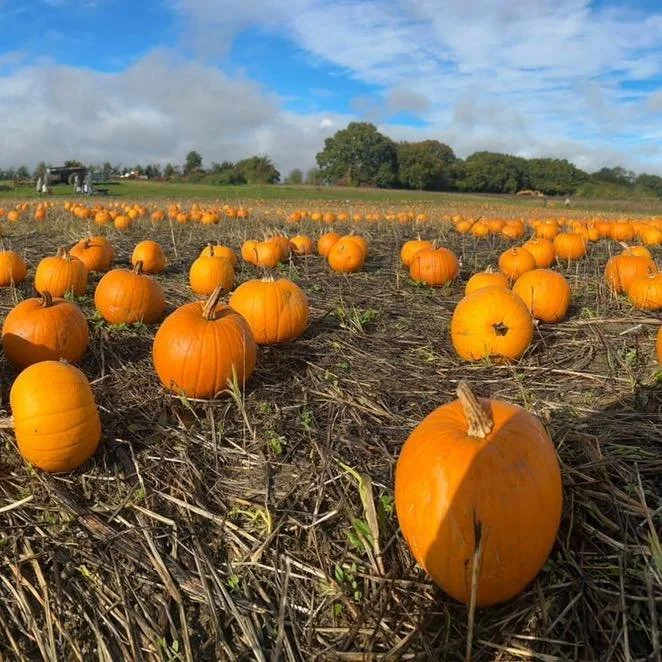 Rain or shine pumpkin picking is open!

Open 10am to 4pm on:
🎃 Saturday 24th
🎃 Sunday 25th
🎃 Friday 30th
🎃 Saturday 31st

📅 Free entry, no booking required and pumpkins 75p per kg!

🍔 BBQ - open every Saturday and Sunday serving bacon rolls, bu