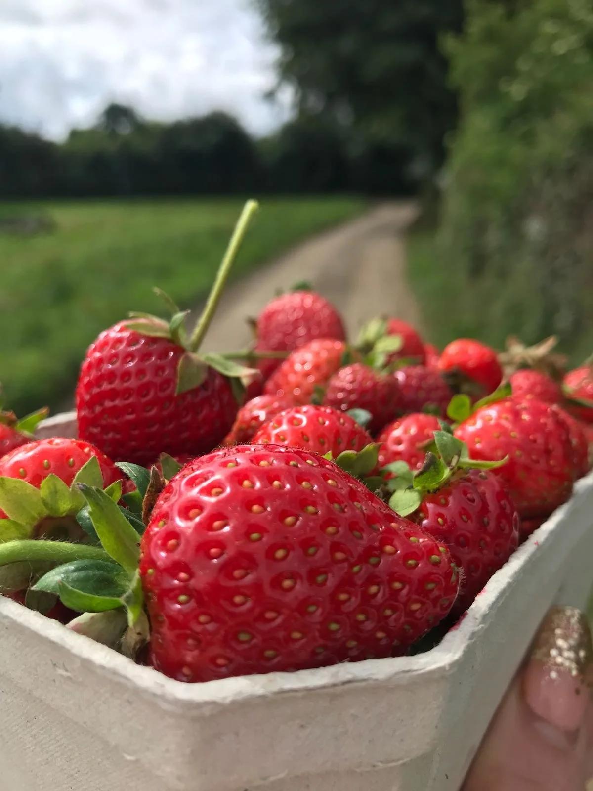 Close-up of fresh strawberries in a container with a farm or rural path and trees in the background.