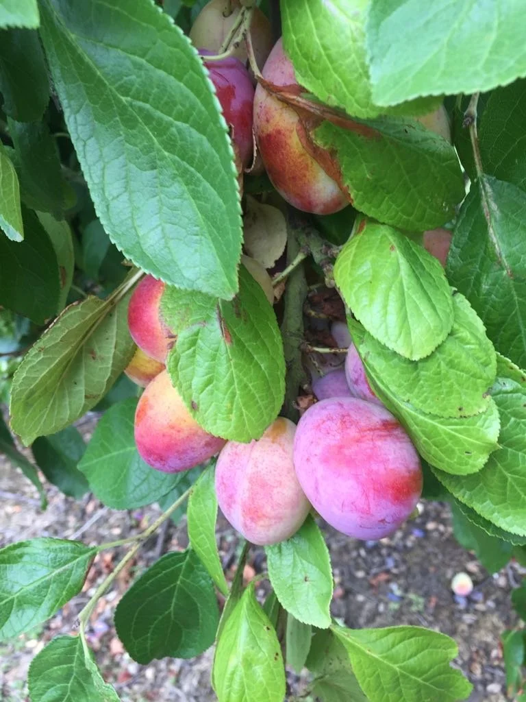 A cluster of ripening plumshanging from an apple tree, surrounded by green leaves.