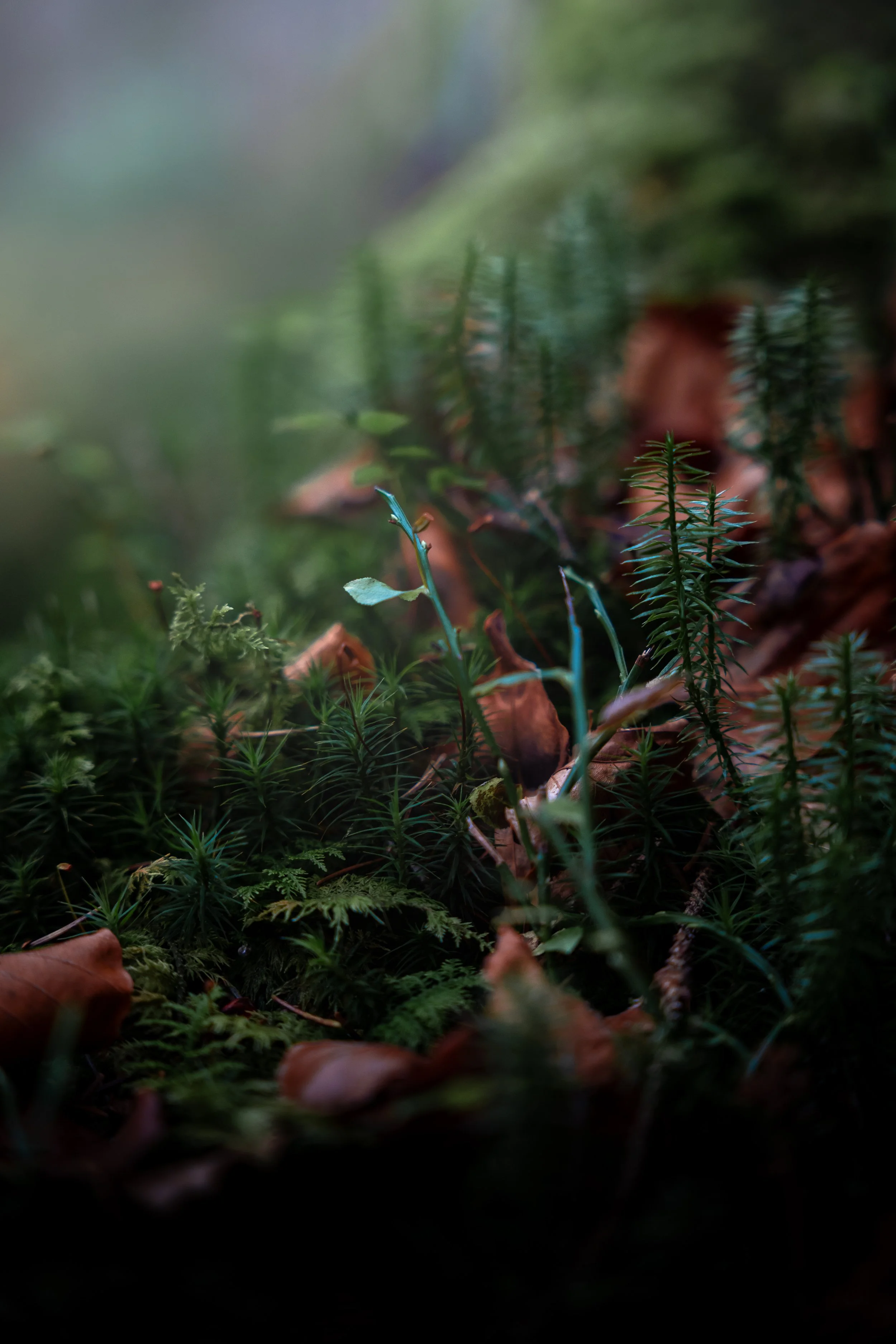 Nature Makro Shots