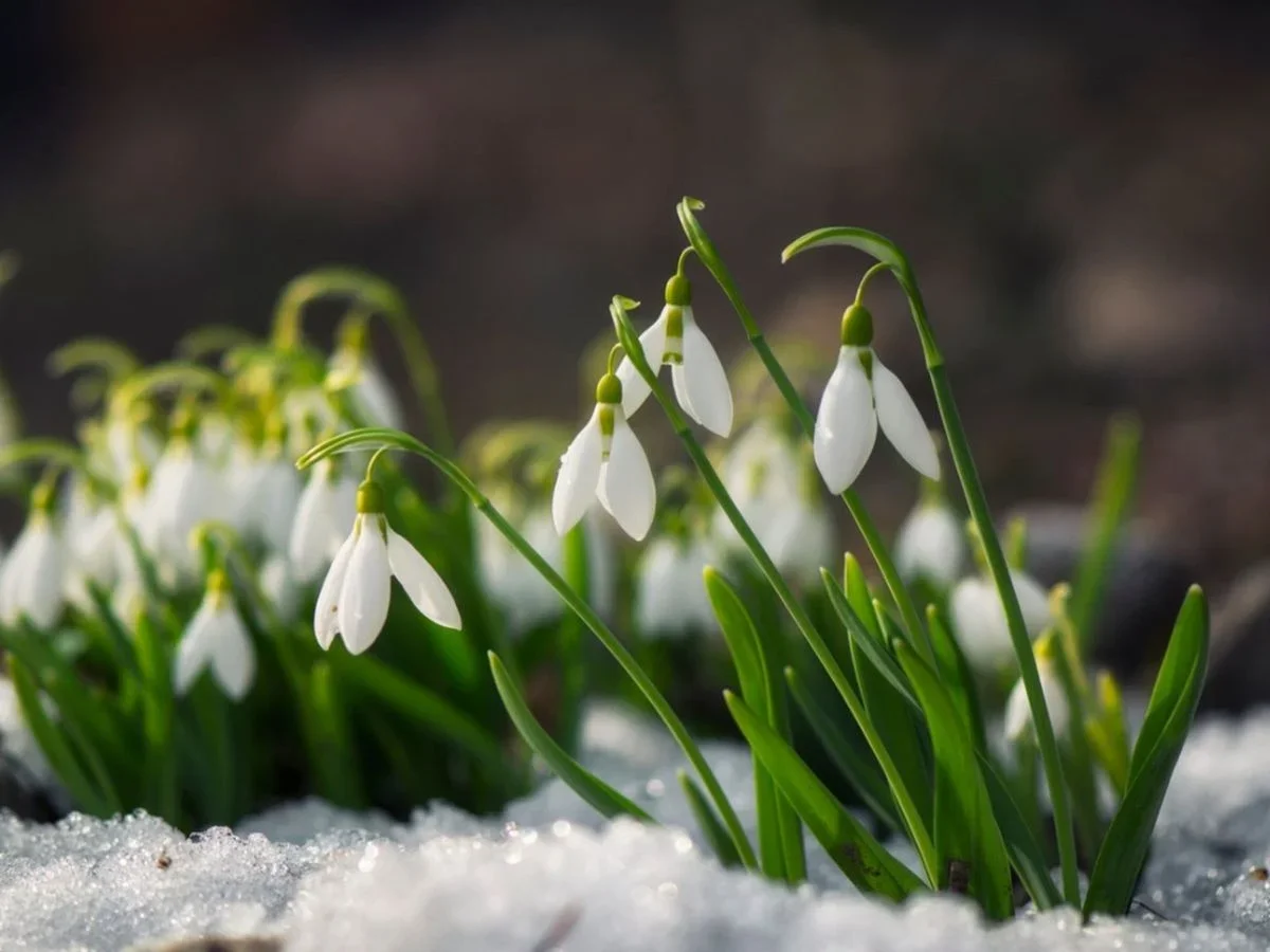 How Homeopathy Works — and the Hidden Risks of Polypharmacy