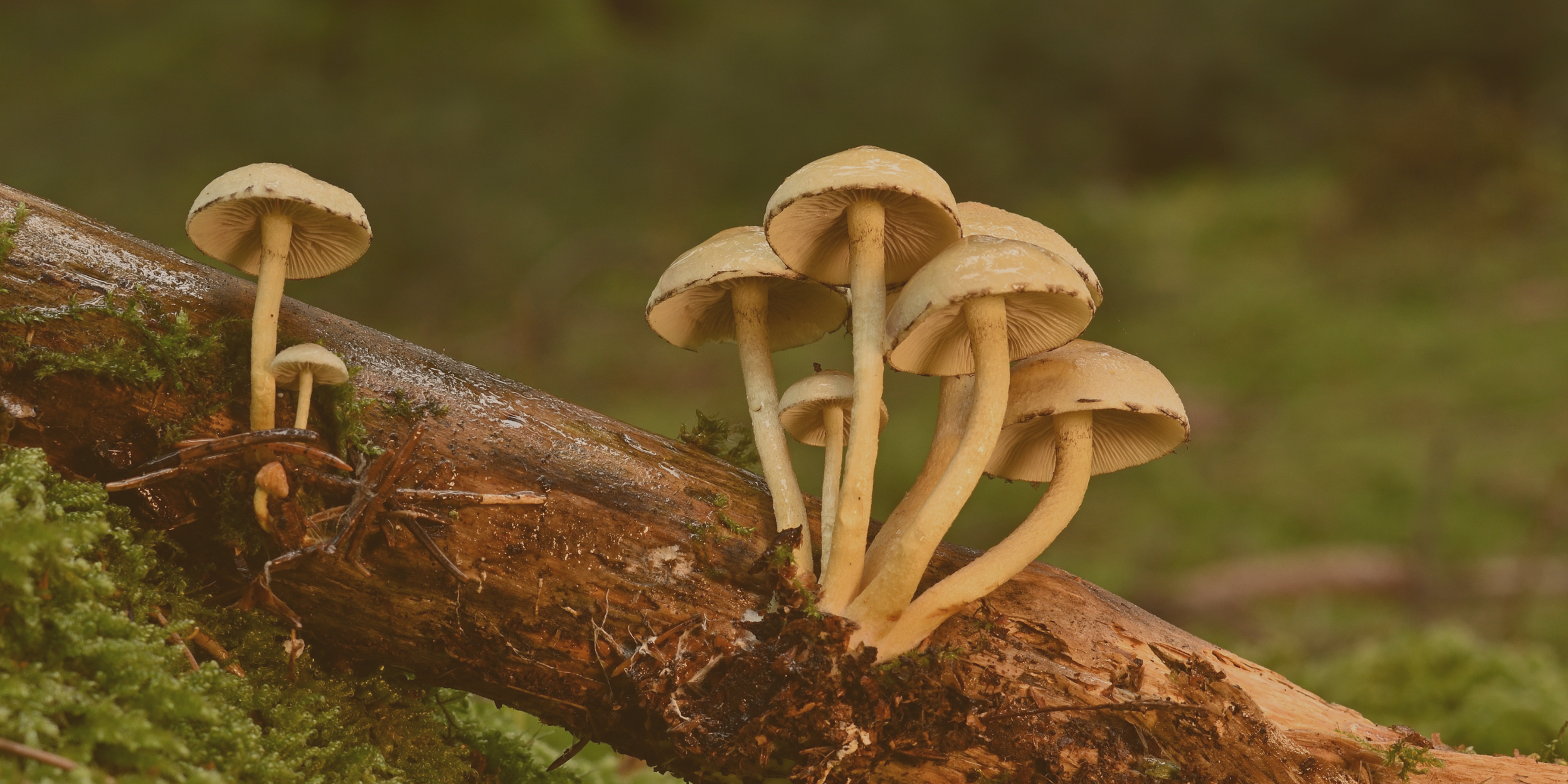 What Is Mycotherapy? 