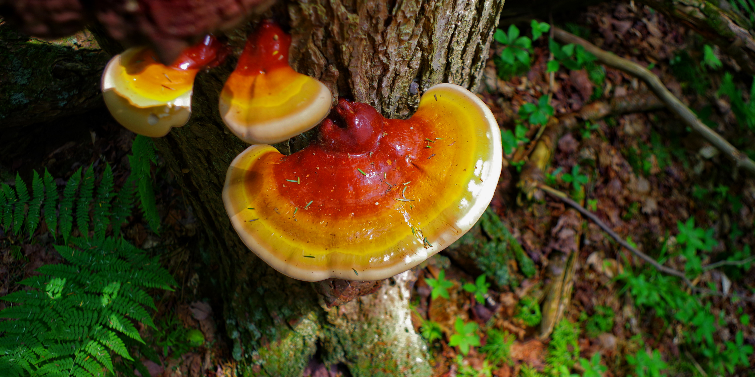 Reishi: The Mushroom of Eternal Youth