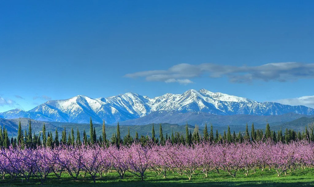 Champs de fleurs roses devant des montagnes enneigées avec un ciel bleu.
