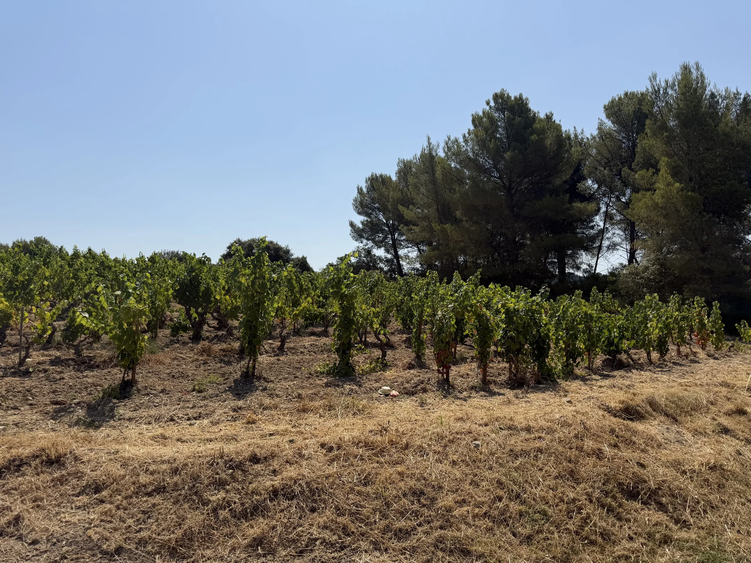Vineyard