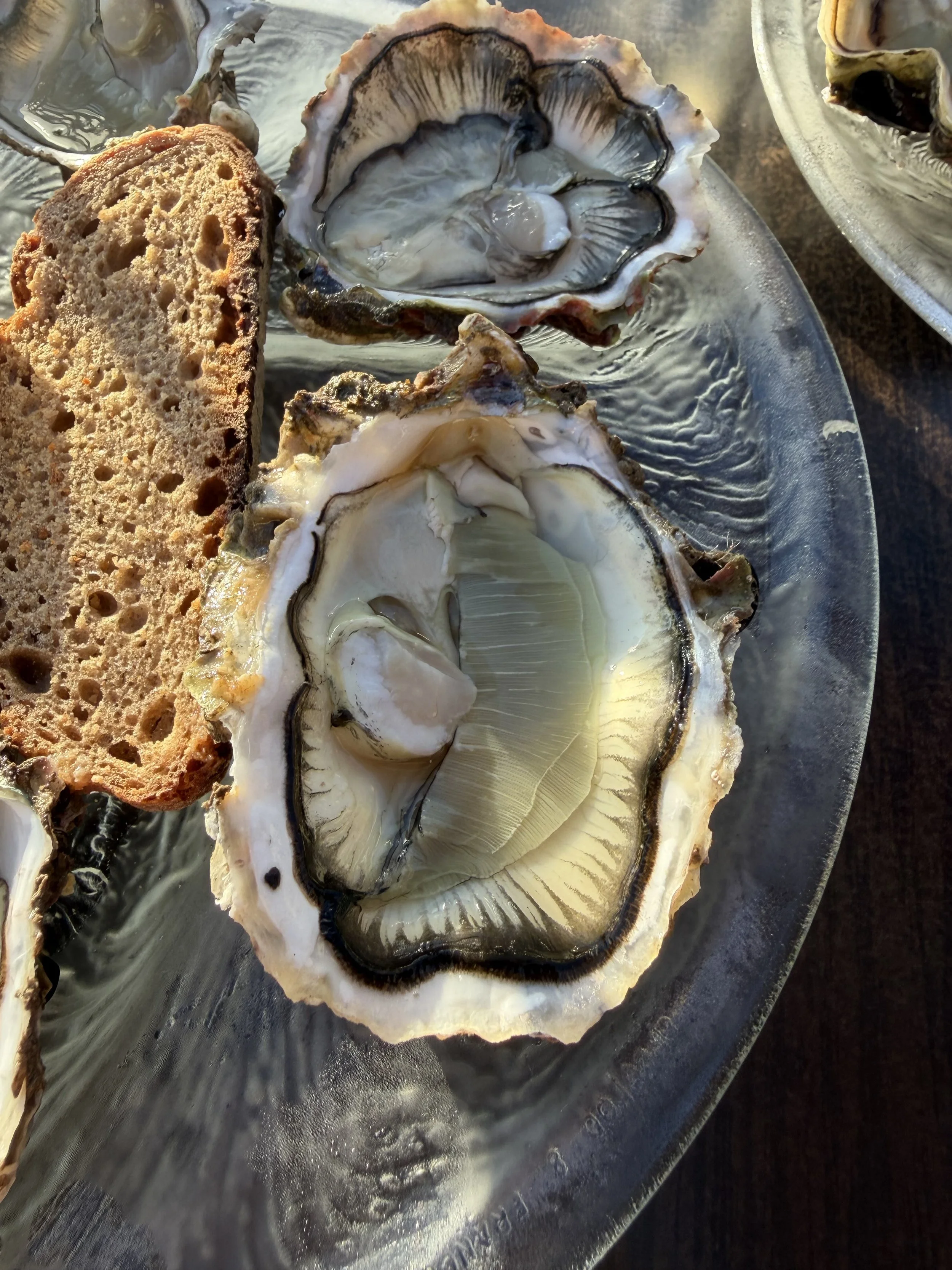 Oysters
