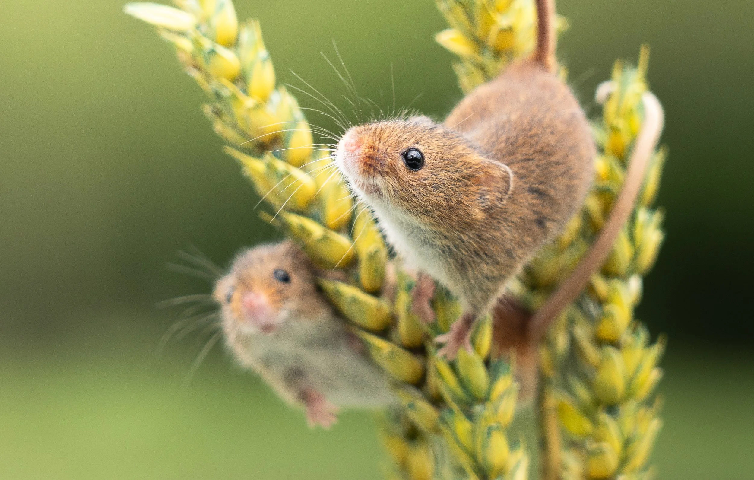 Wildlife
