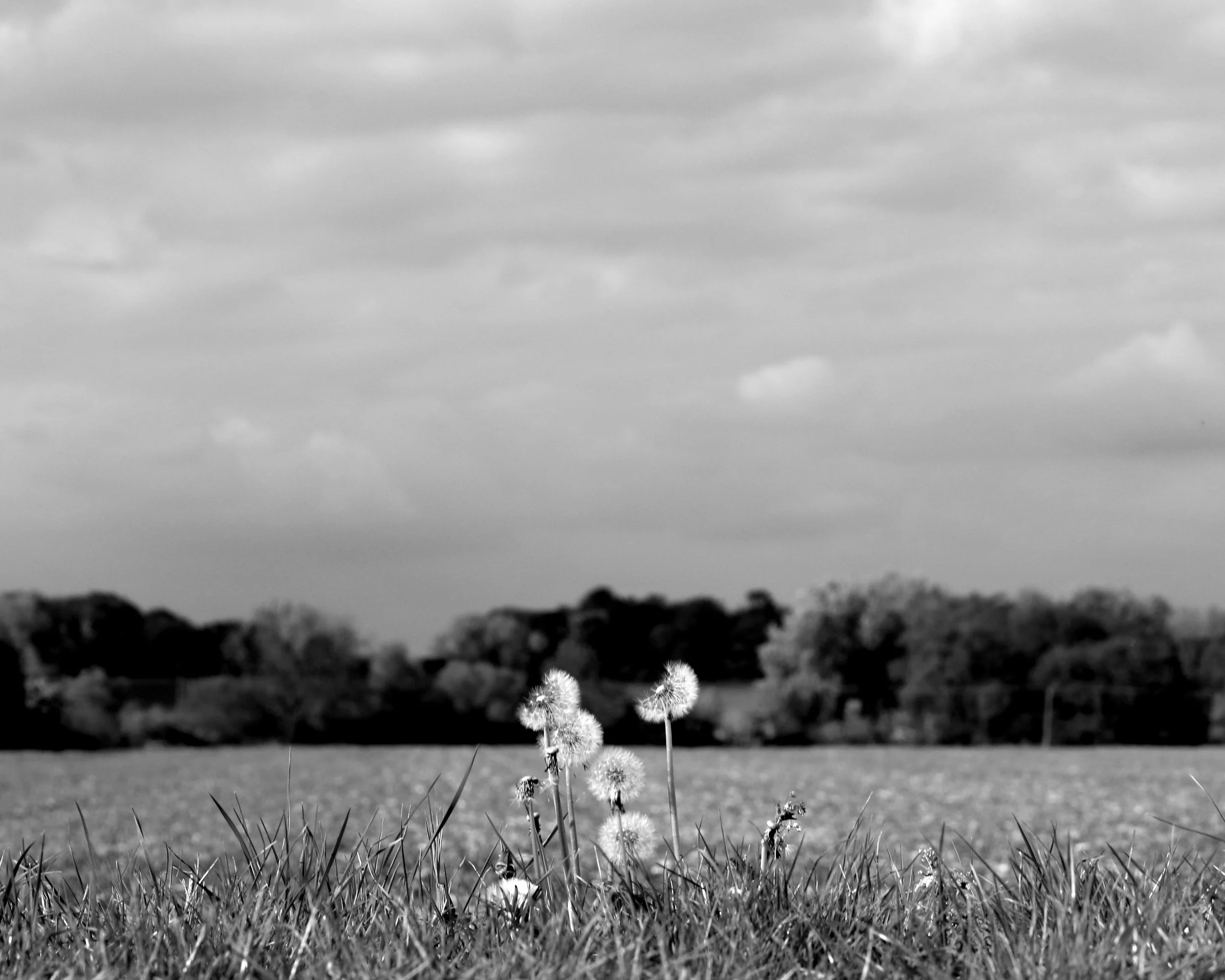 725A4110 BW.jpeg
