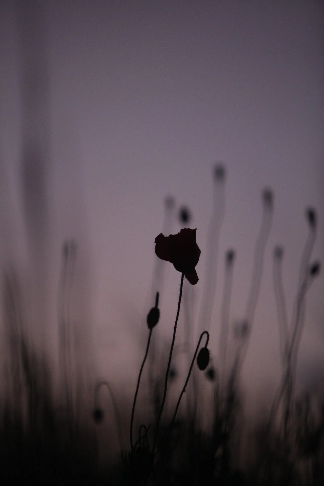 IMG_5528.jpeg
