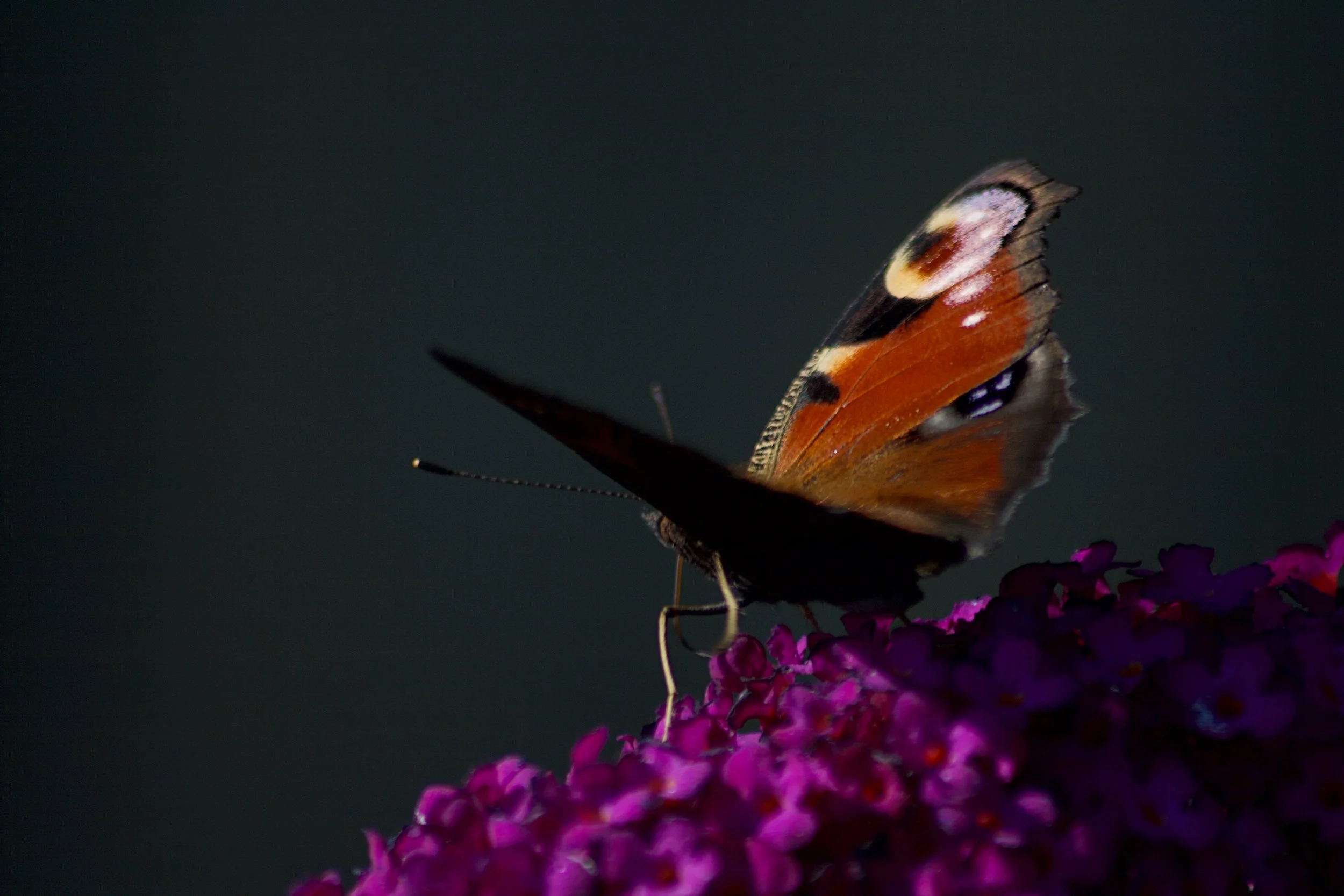 Moth on a Budhlia V2.jpeg