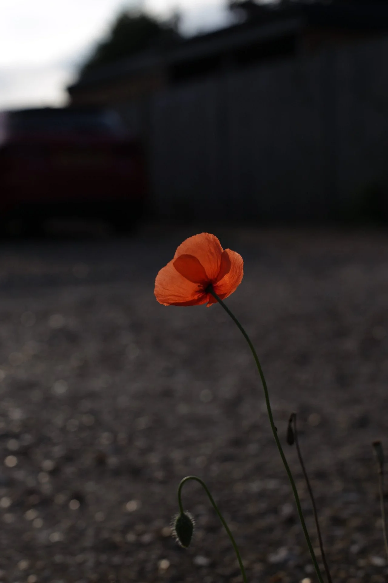 IMG_6106.jpeg