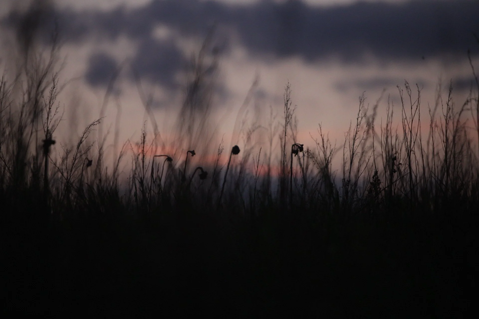 IMG_5487.jpeg