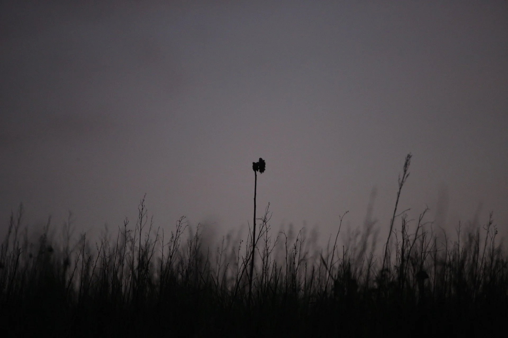 IMG_5485.jpeg