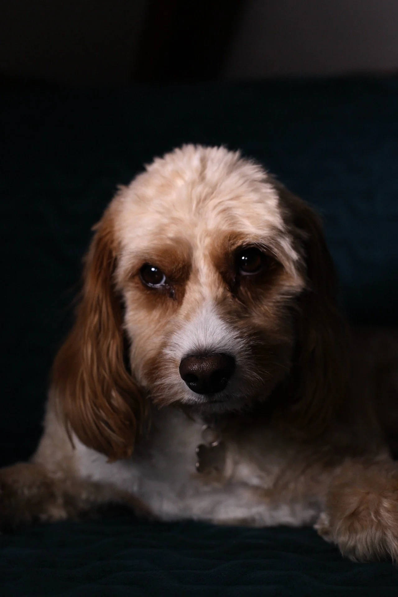 Pet Portraits