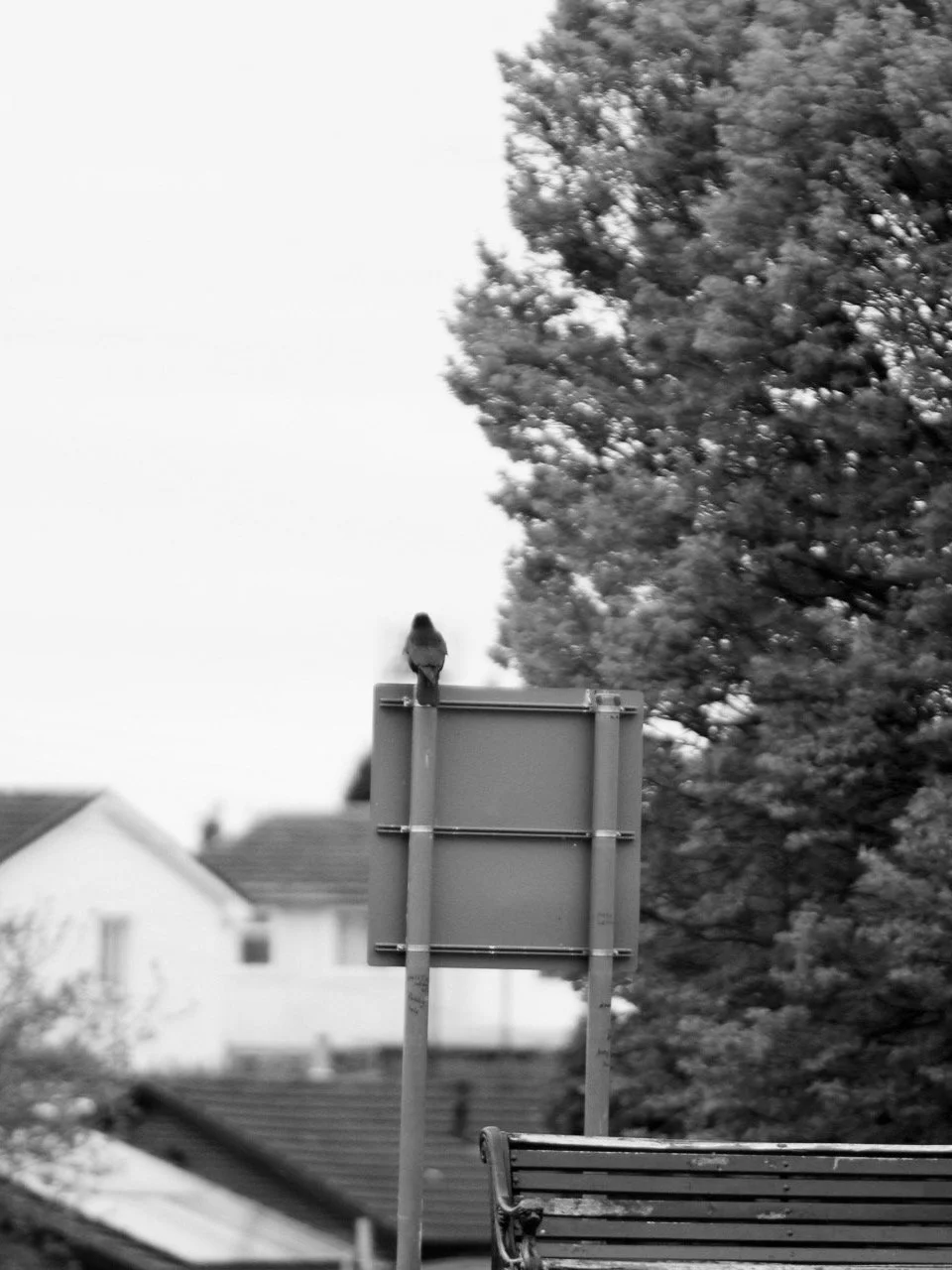 IMG_5145 Copy.jpeg