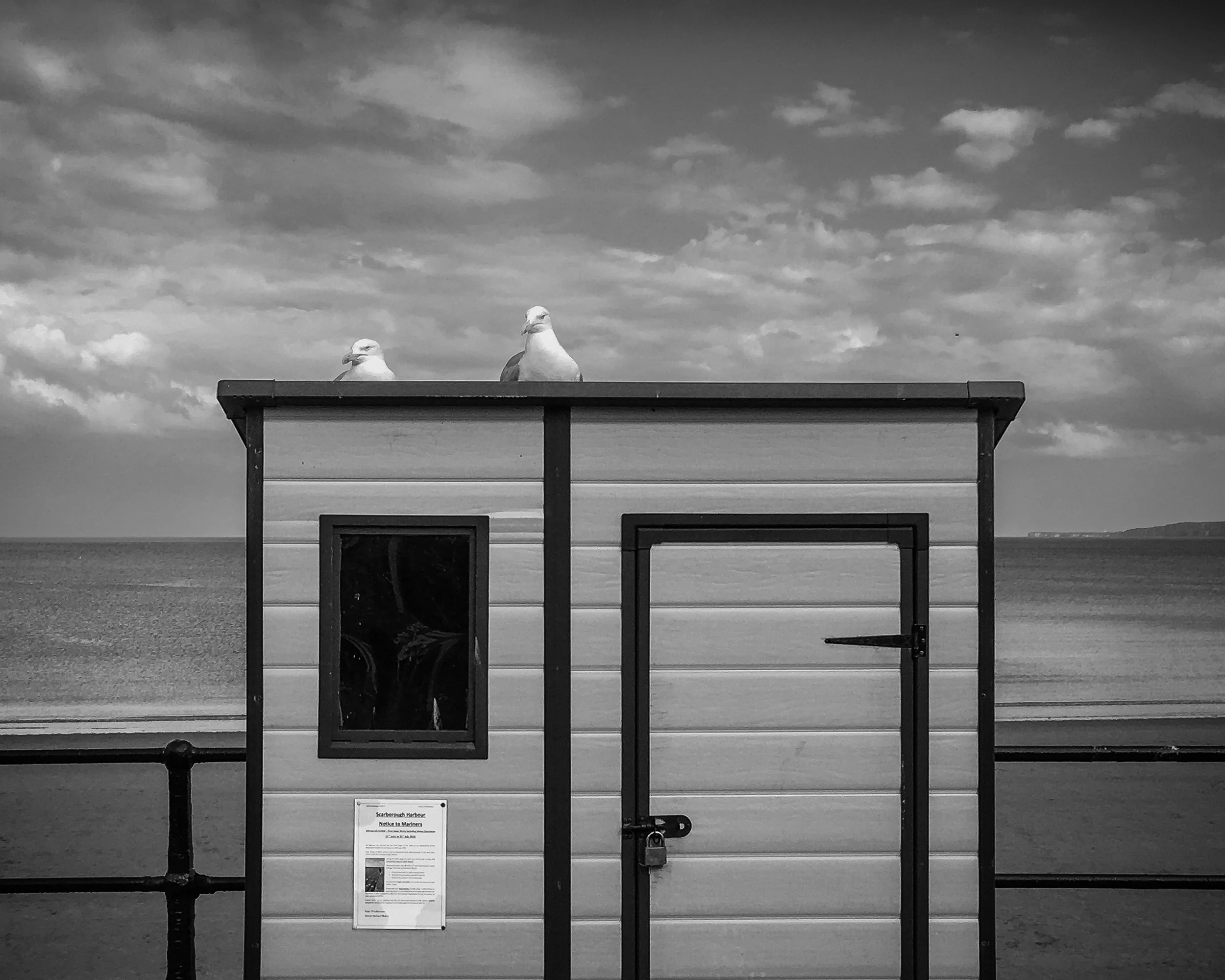 Filey Seaguls.jpg
