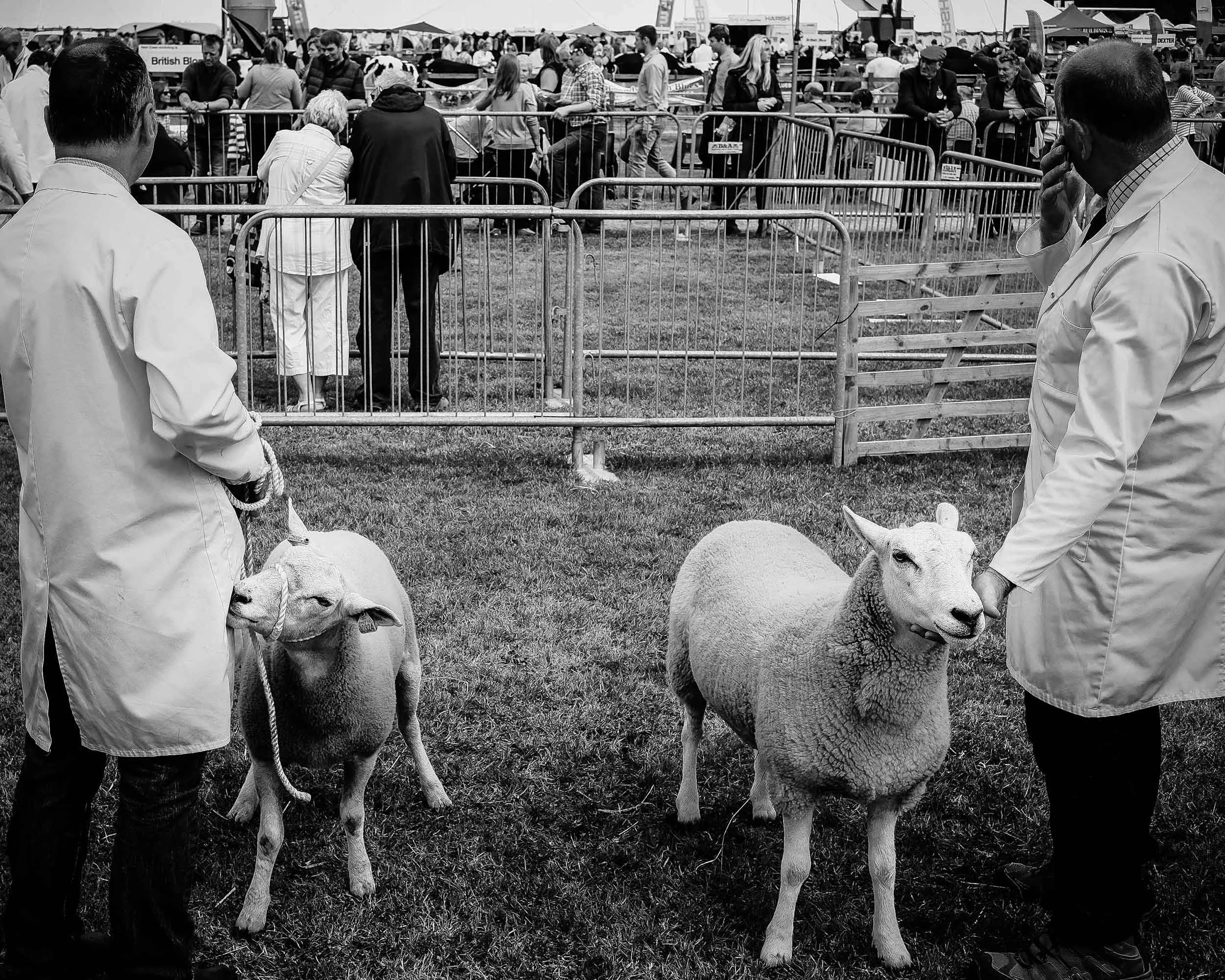 Driffield Show 2.jpg
