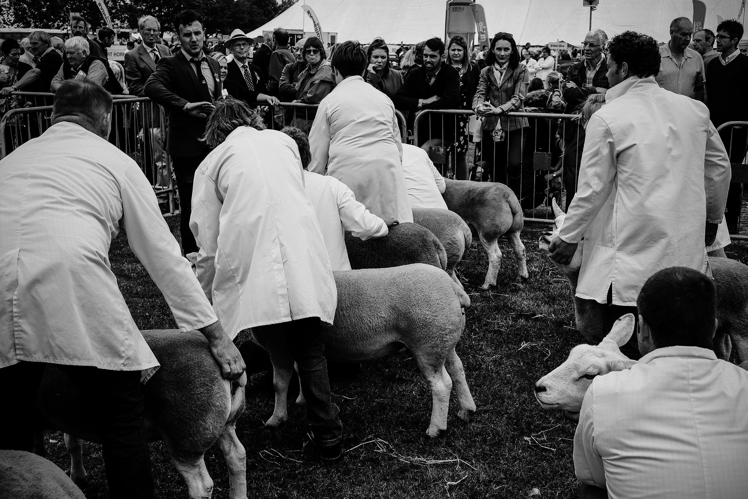 Driffield Show 1.jpg