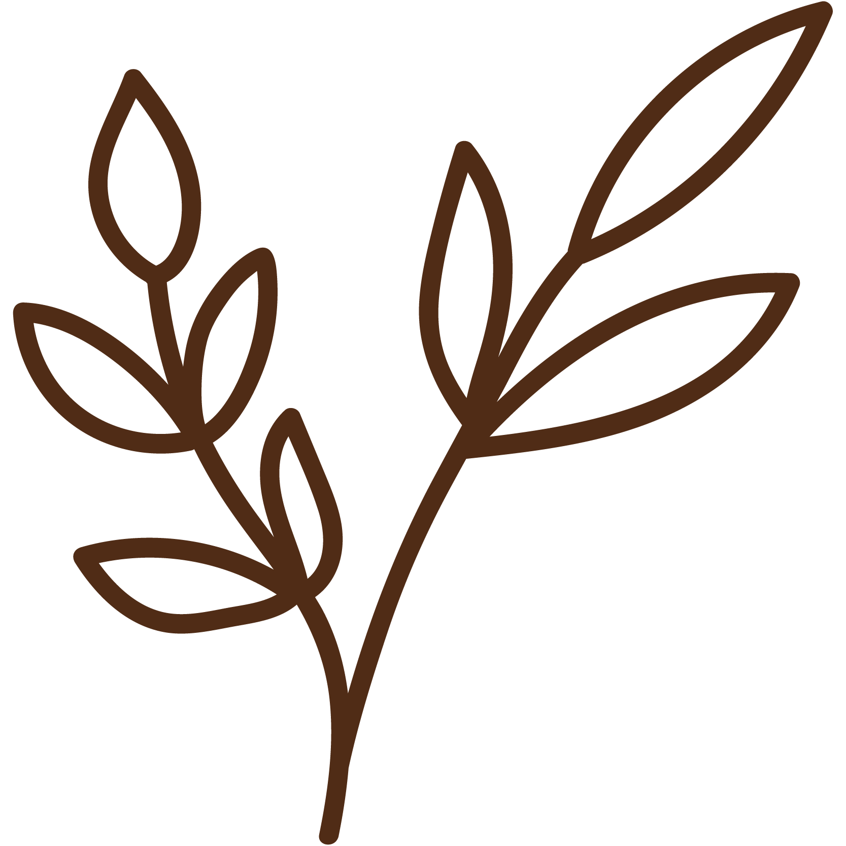Outline of a plant with multiple leaves in brown color