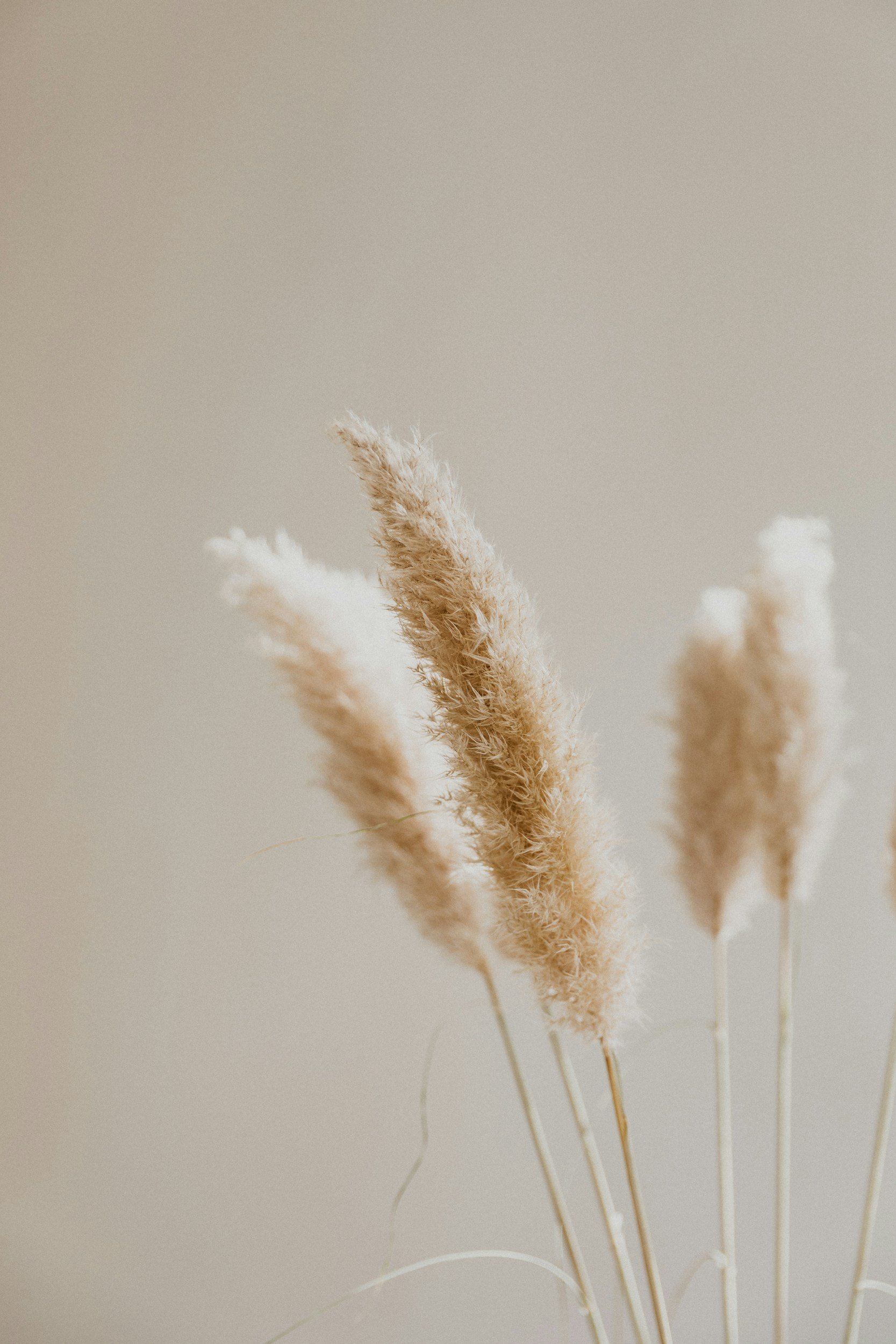 Close-up of fluffy beige pampas grass stalks against a neutral background.