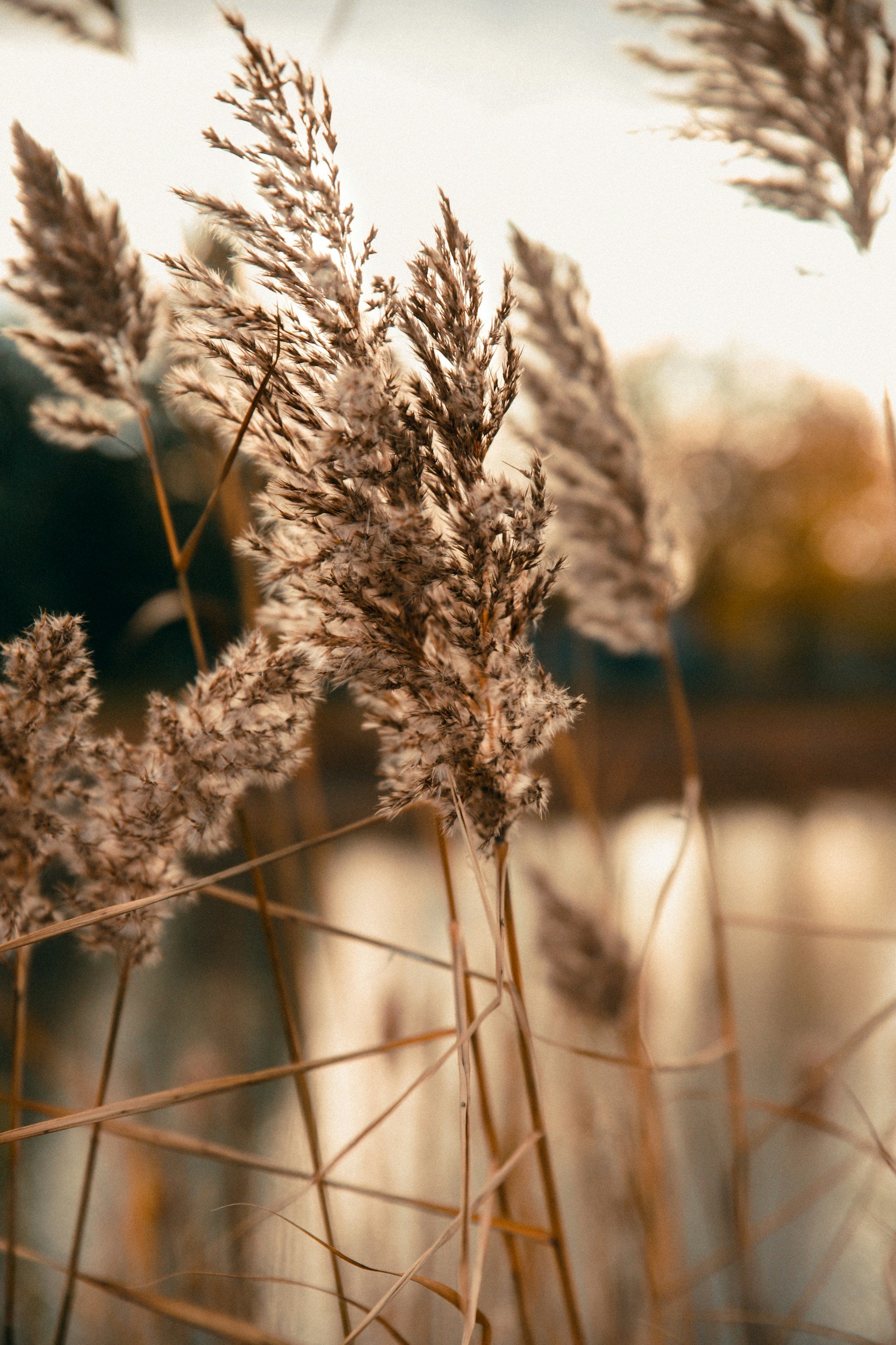Close-up of dry, brown ornamental grasses with a blurred background in warm tones.