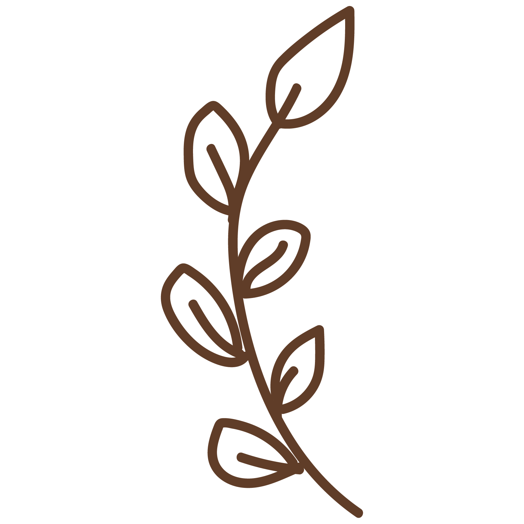Outline illustration of a vertical branch with alternating leaves.