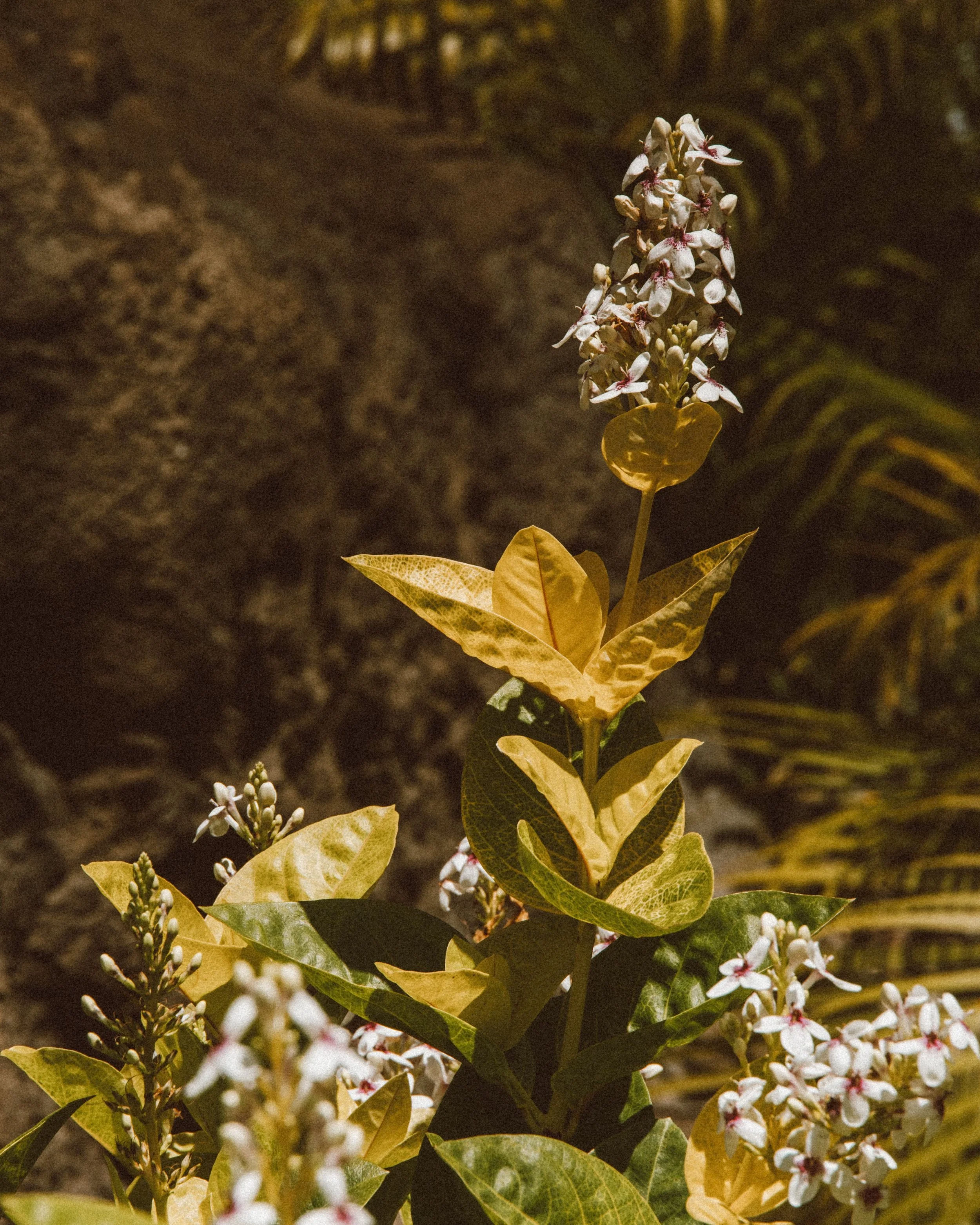 A flowering plant with green and yellow variegated leaves and small white flowers with red markings, illuminated against a dark background.