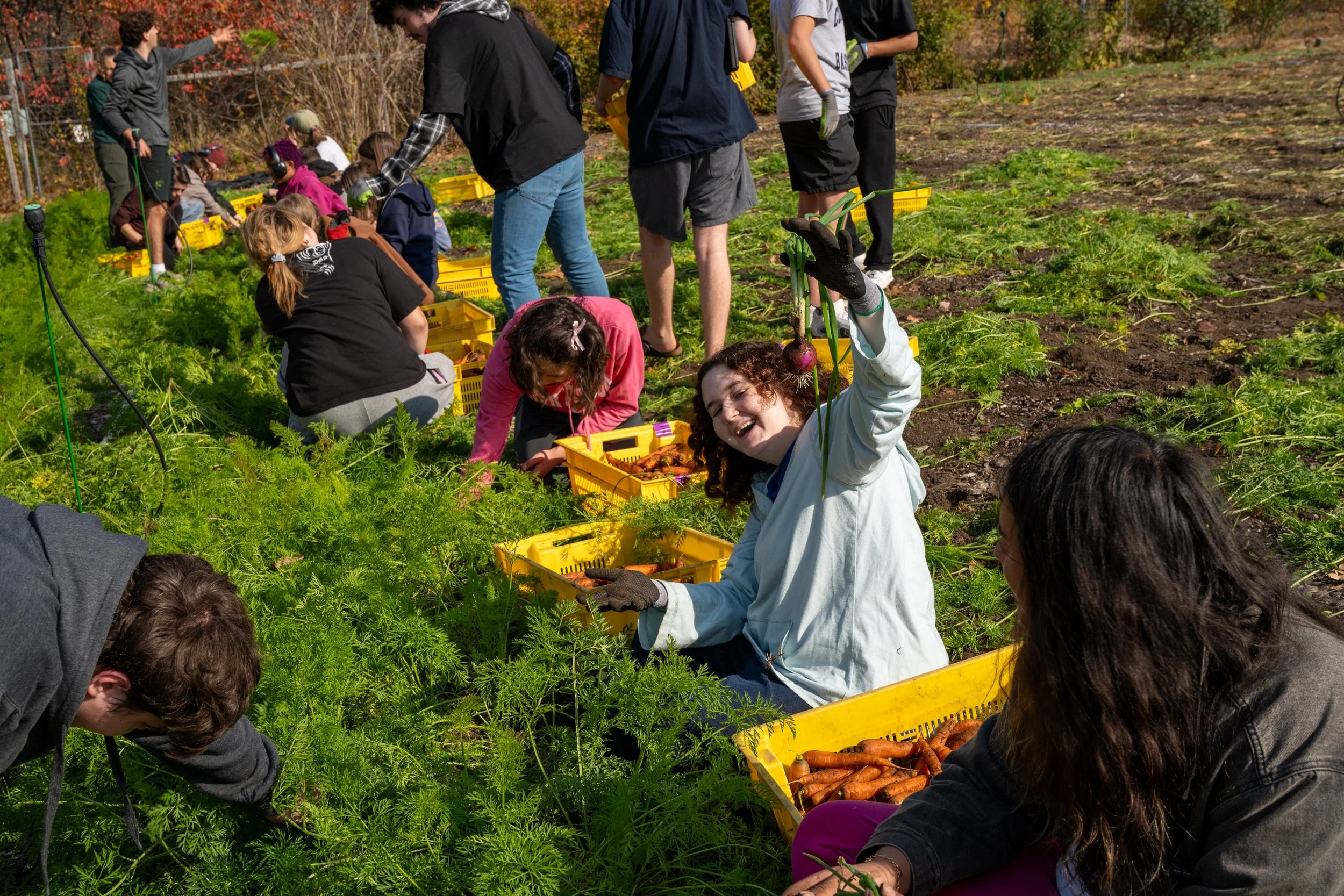 Group of children and teenagers harvesting carrots in a garden with yellow baskets, some crouching and some standing, surrounded by green plants and trees with fall foliage.