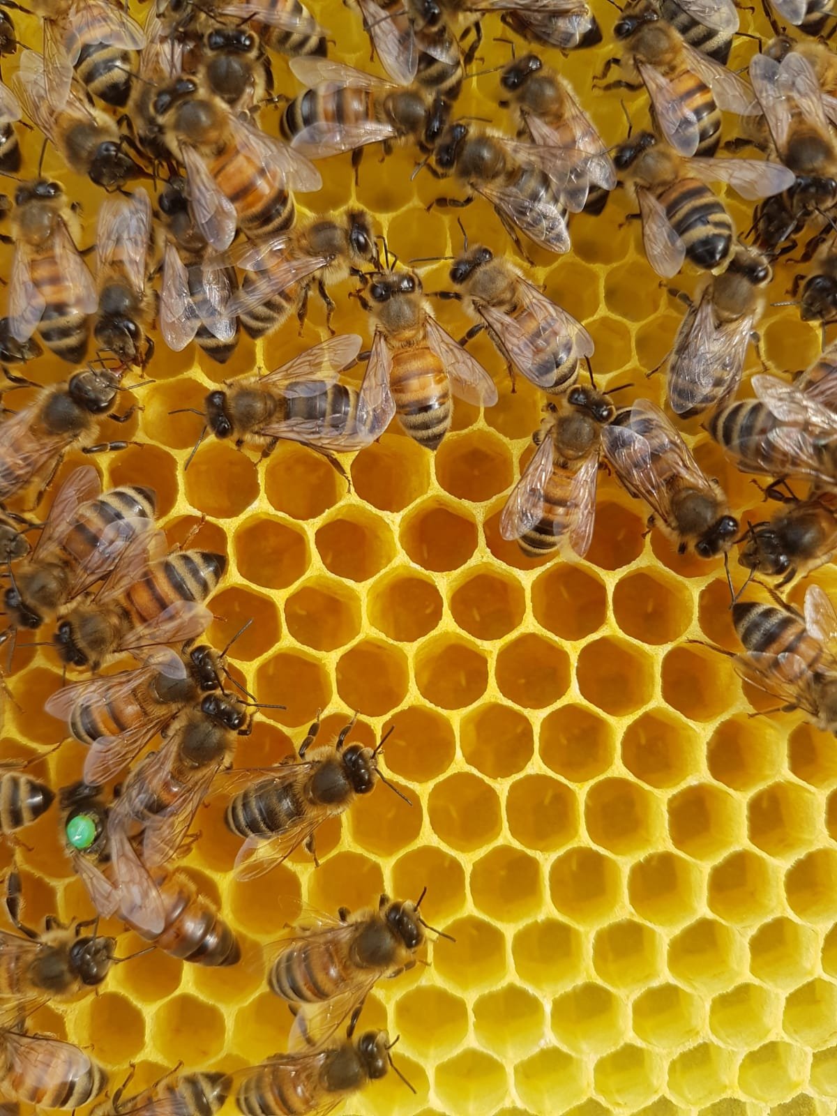 Bienen auf einer Honigwabe.
