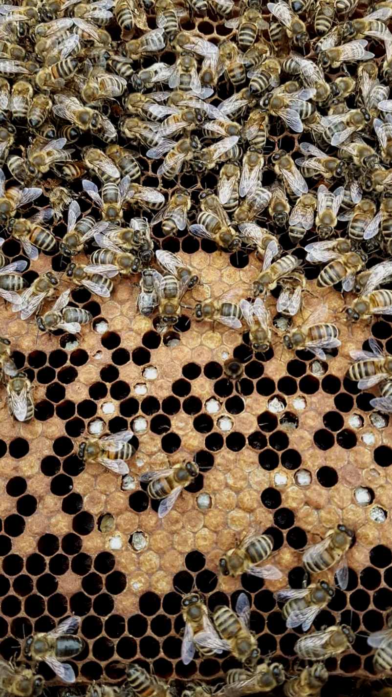 Bienen auf einer Bienenwabe in einem Bienenstock.