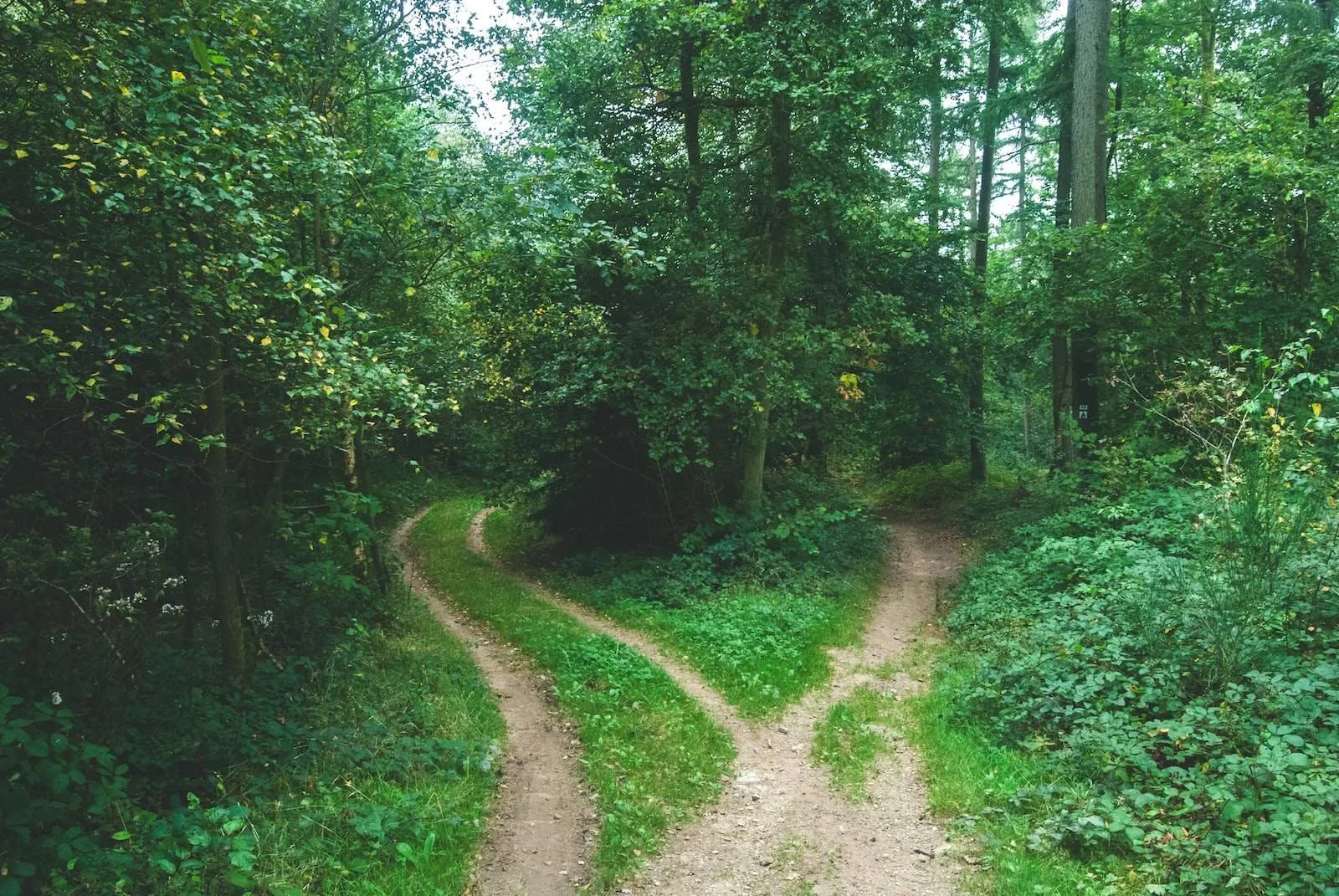 Discussion or Decision