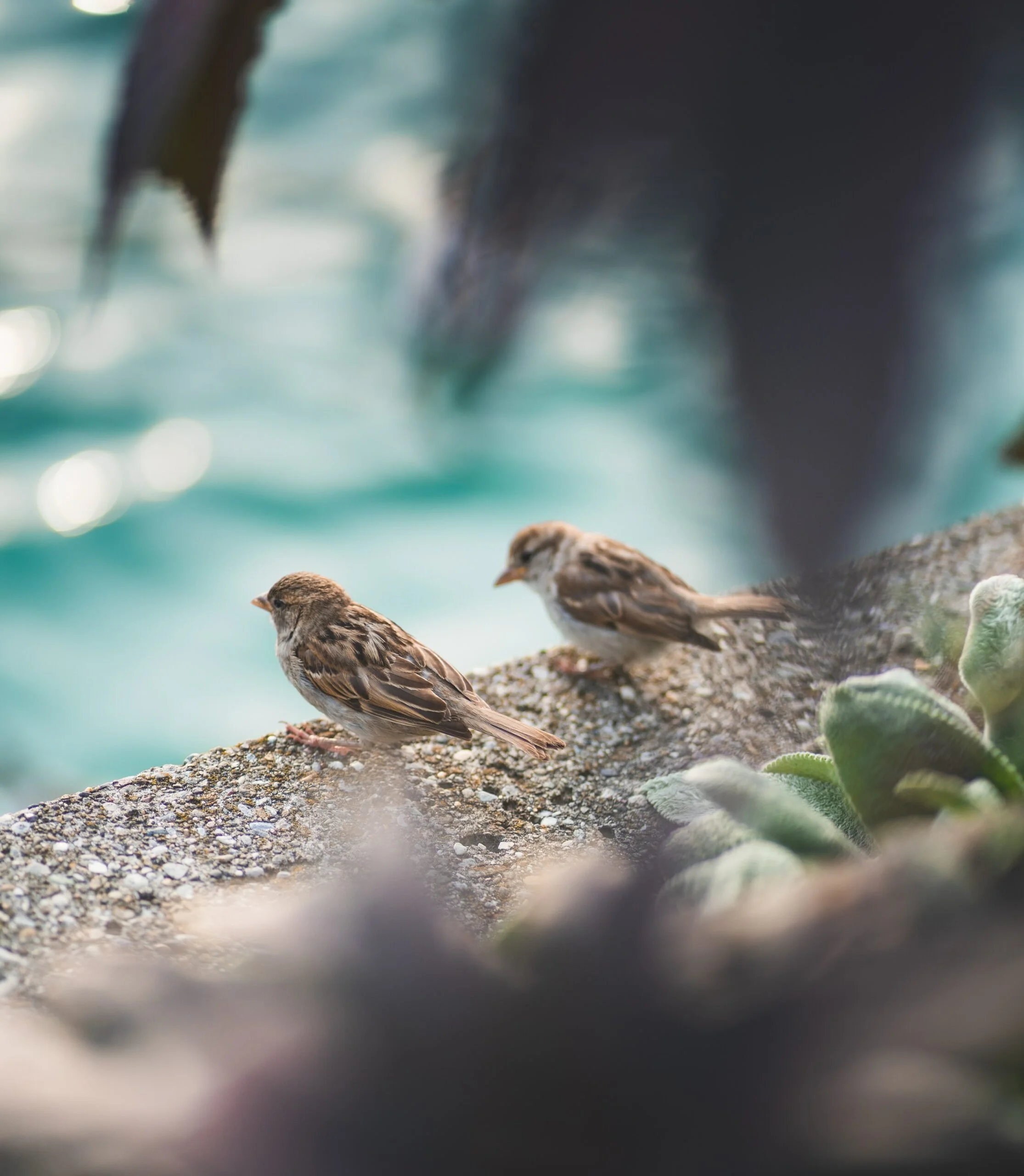Worth More Than Many Sparrows by Sammi Whitwell