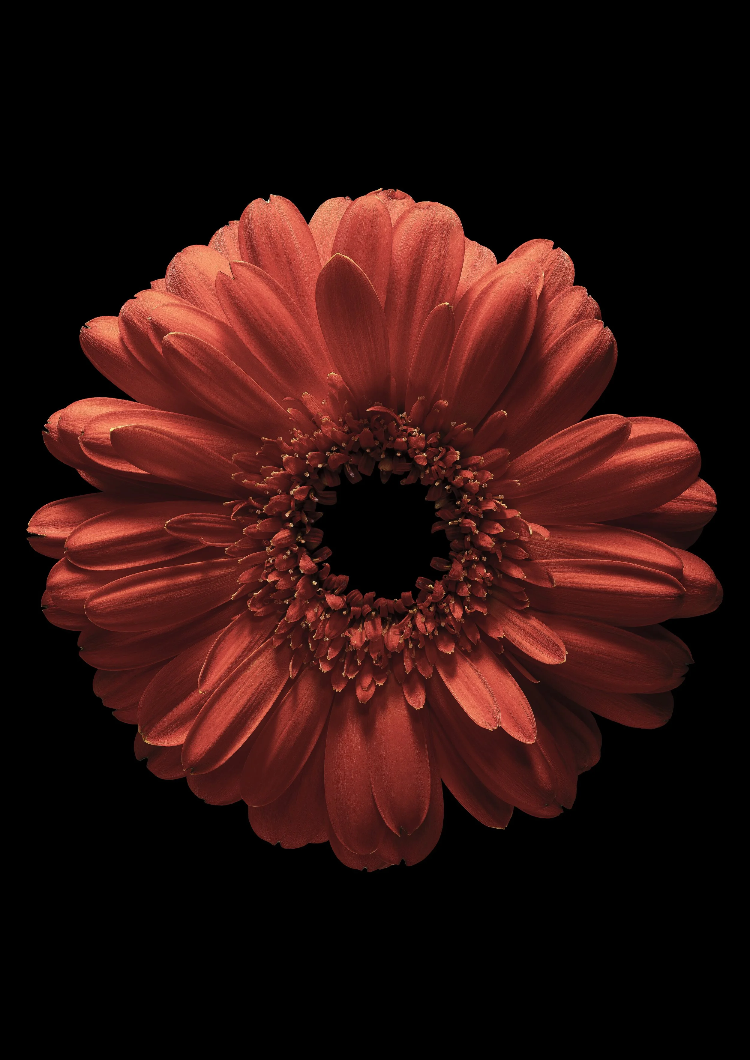 Singular Bloom 1