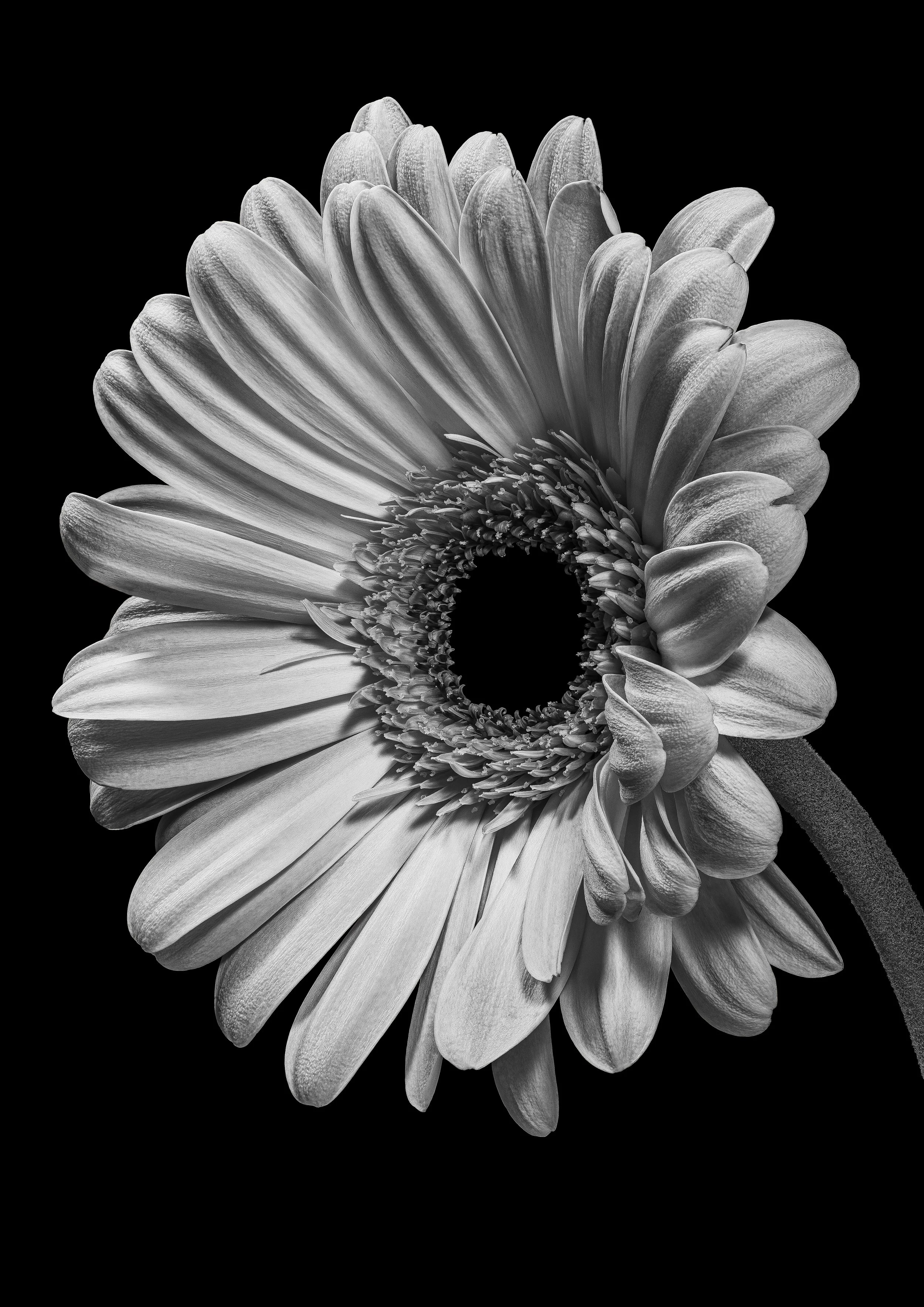 Monochrome Bloom #1