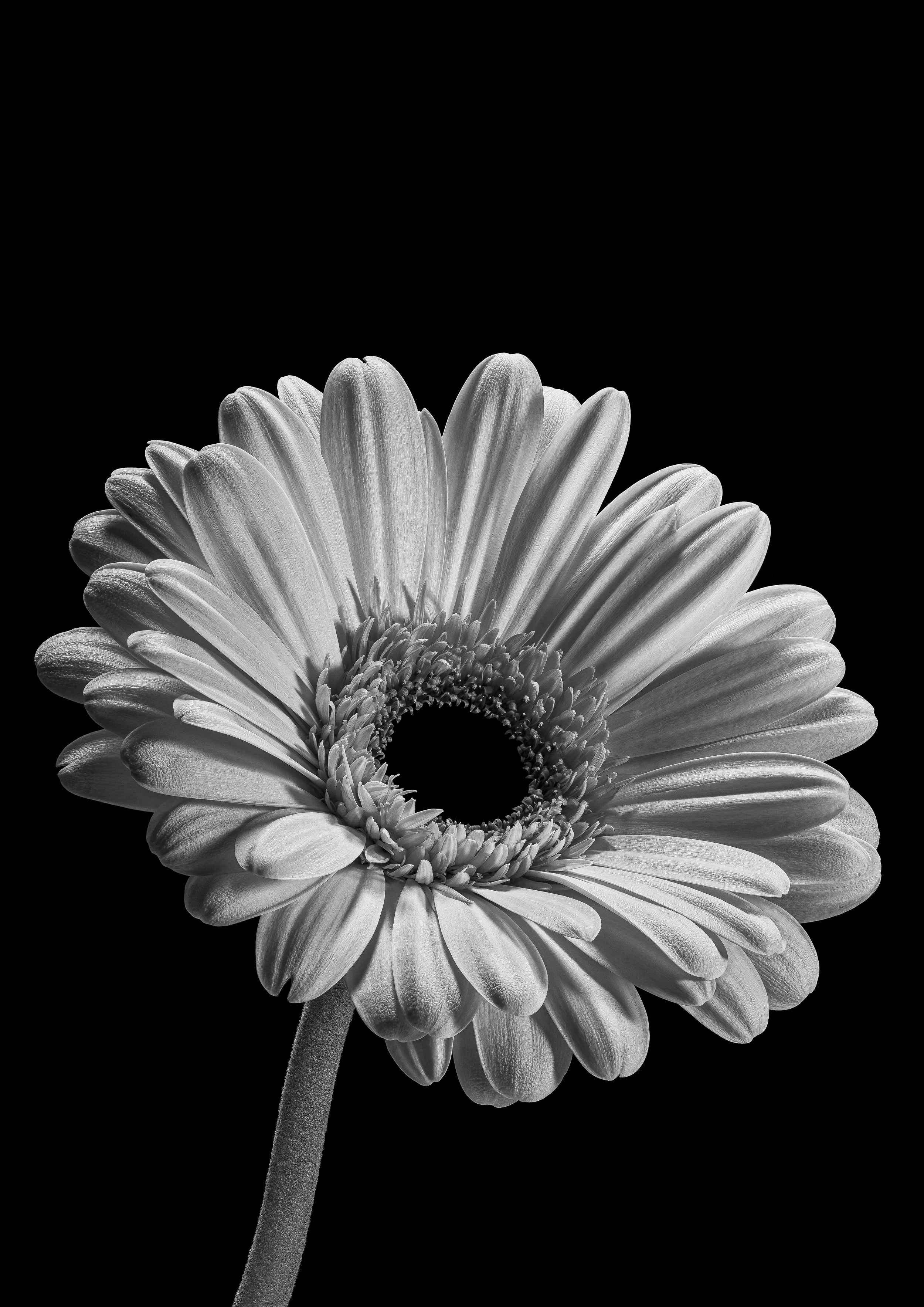 Monochrome Bloom #2
