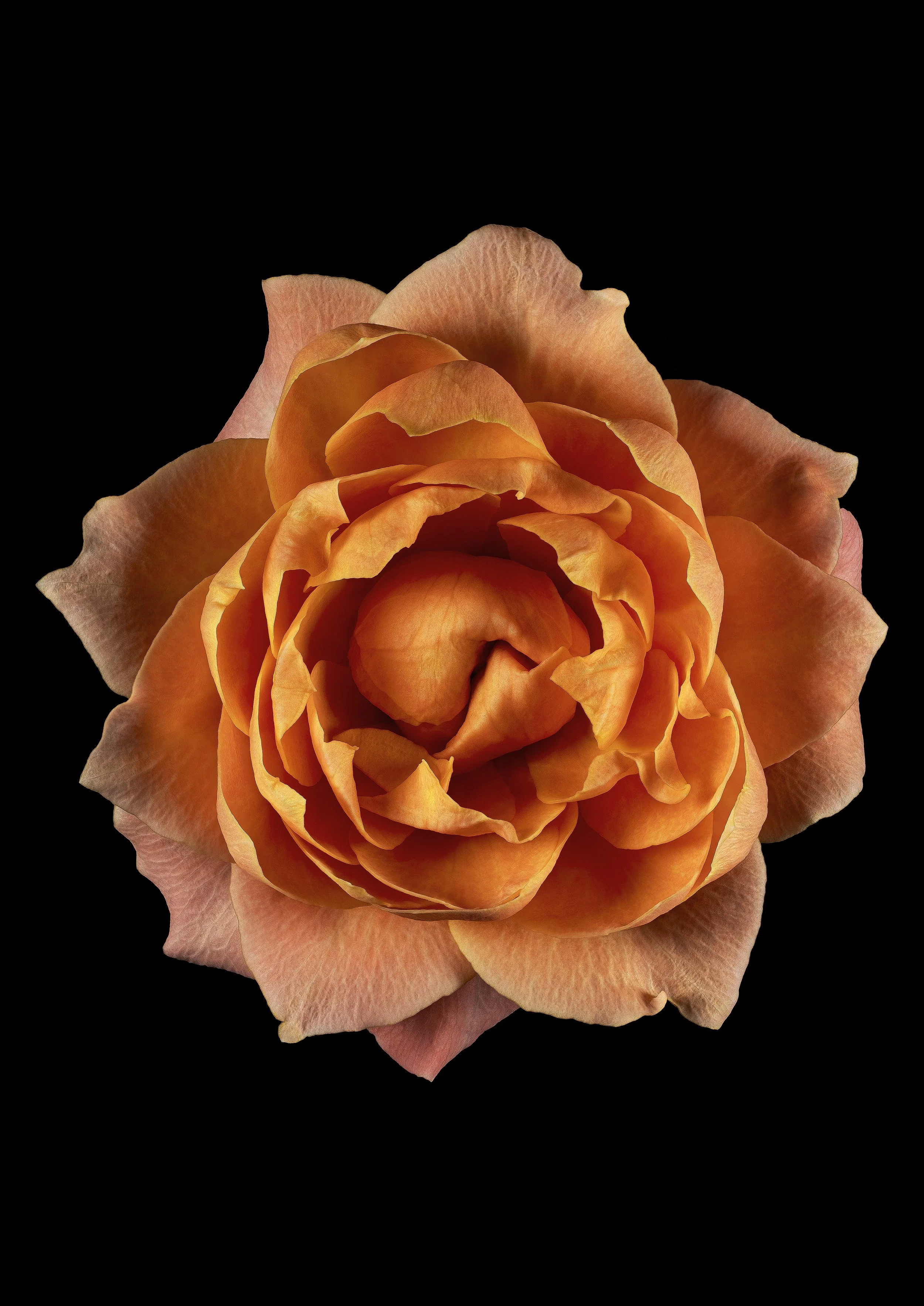 Singular Bloom #2