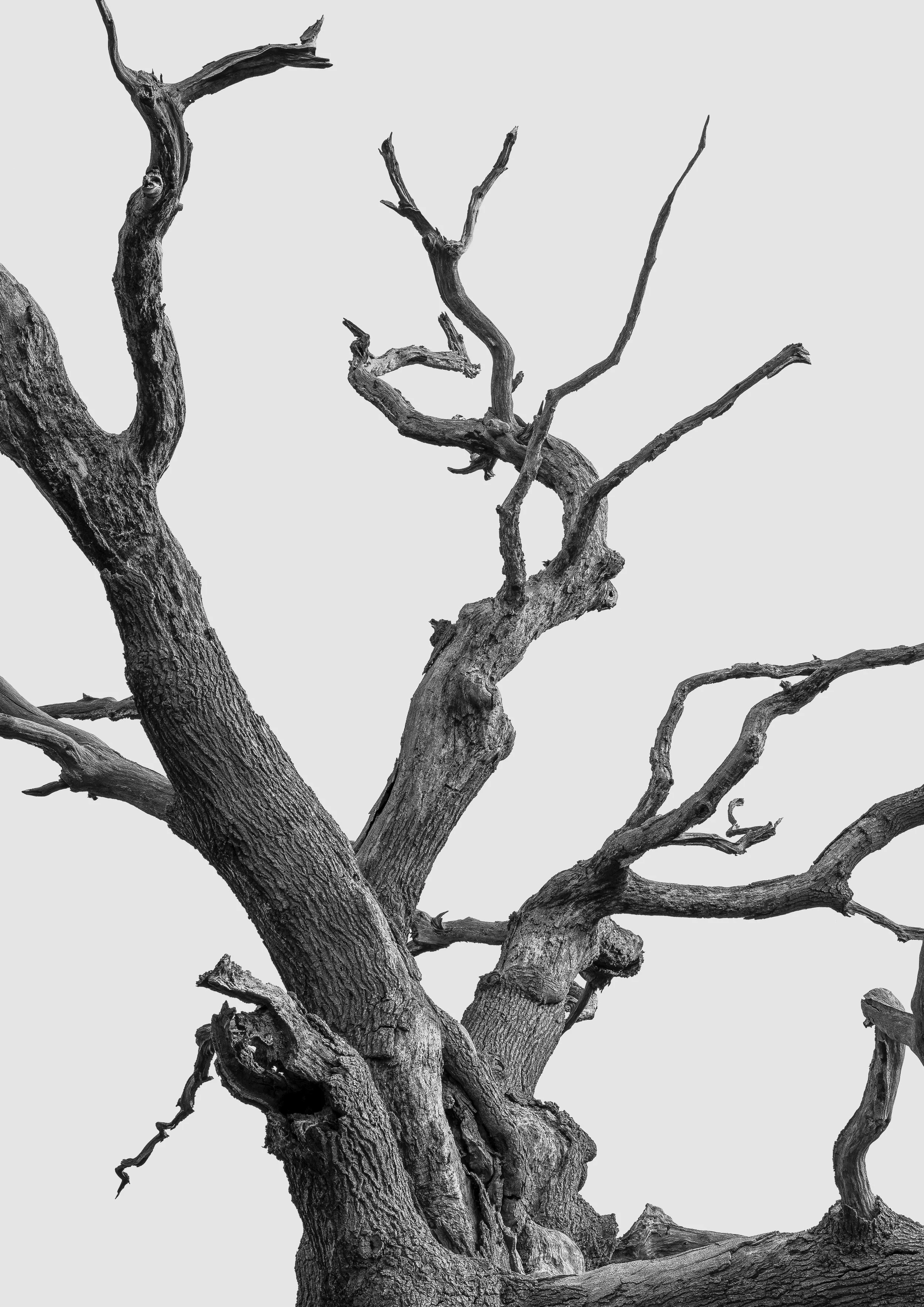 Silent Forms #1