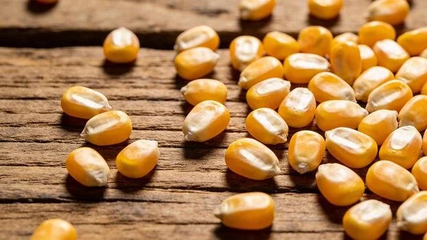 Maize