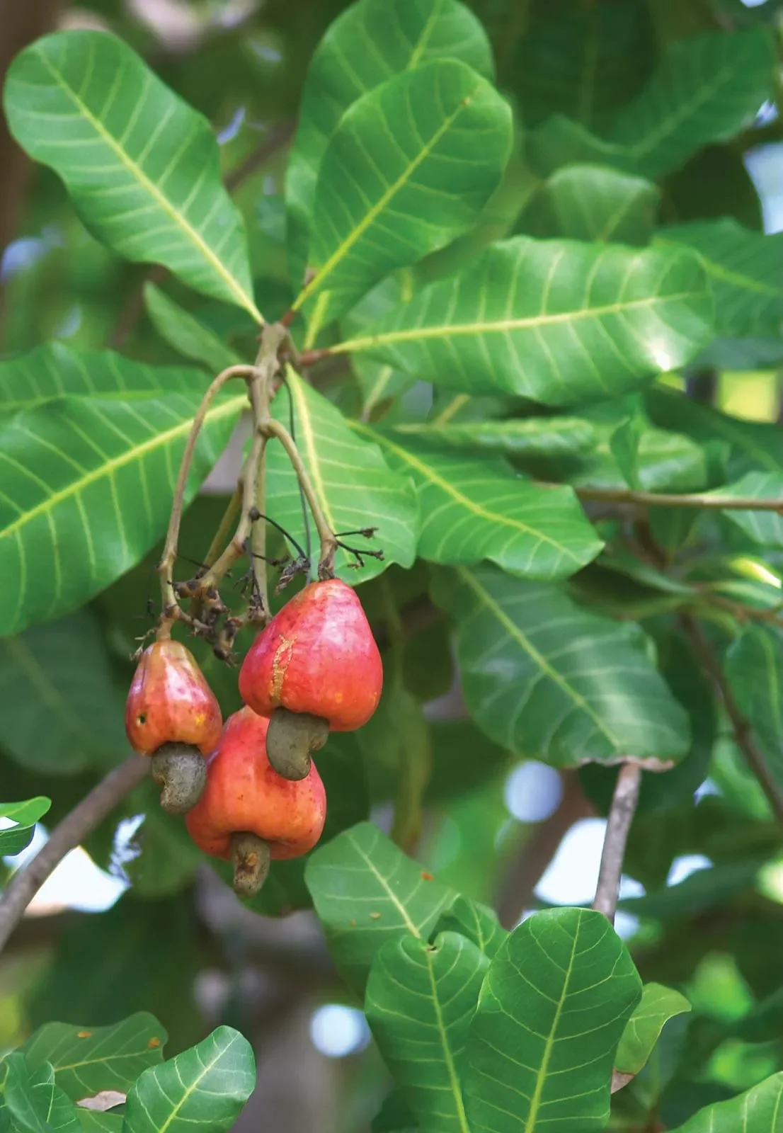 Raw Cashew Nuts